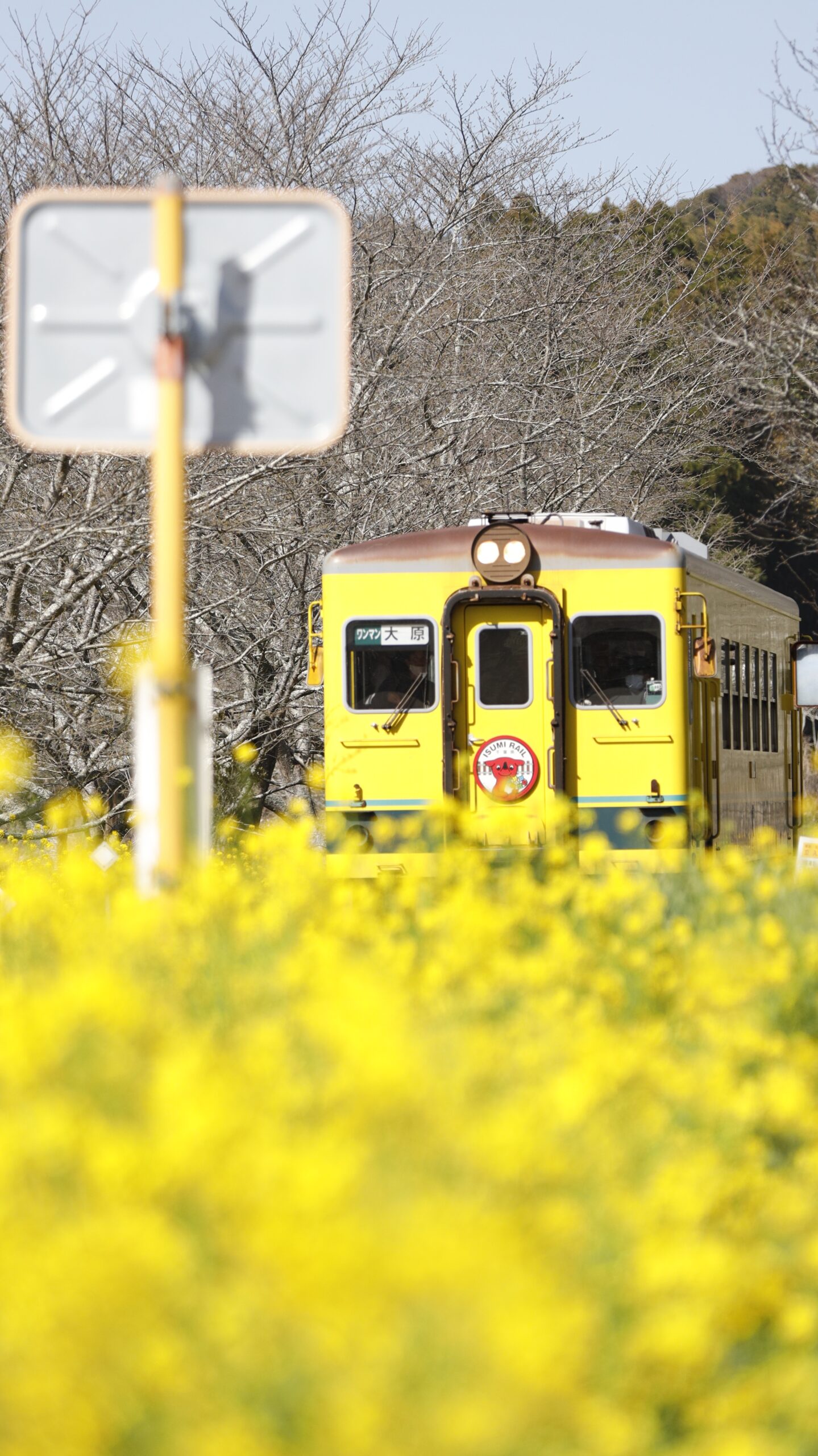 いすみ鉄道にて、「菜の花越しに見る春の鉄道風景」と感じた写真です。