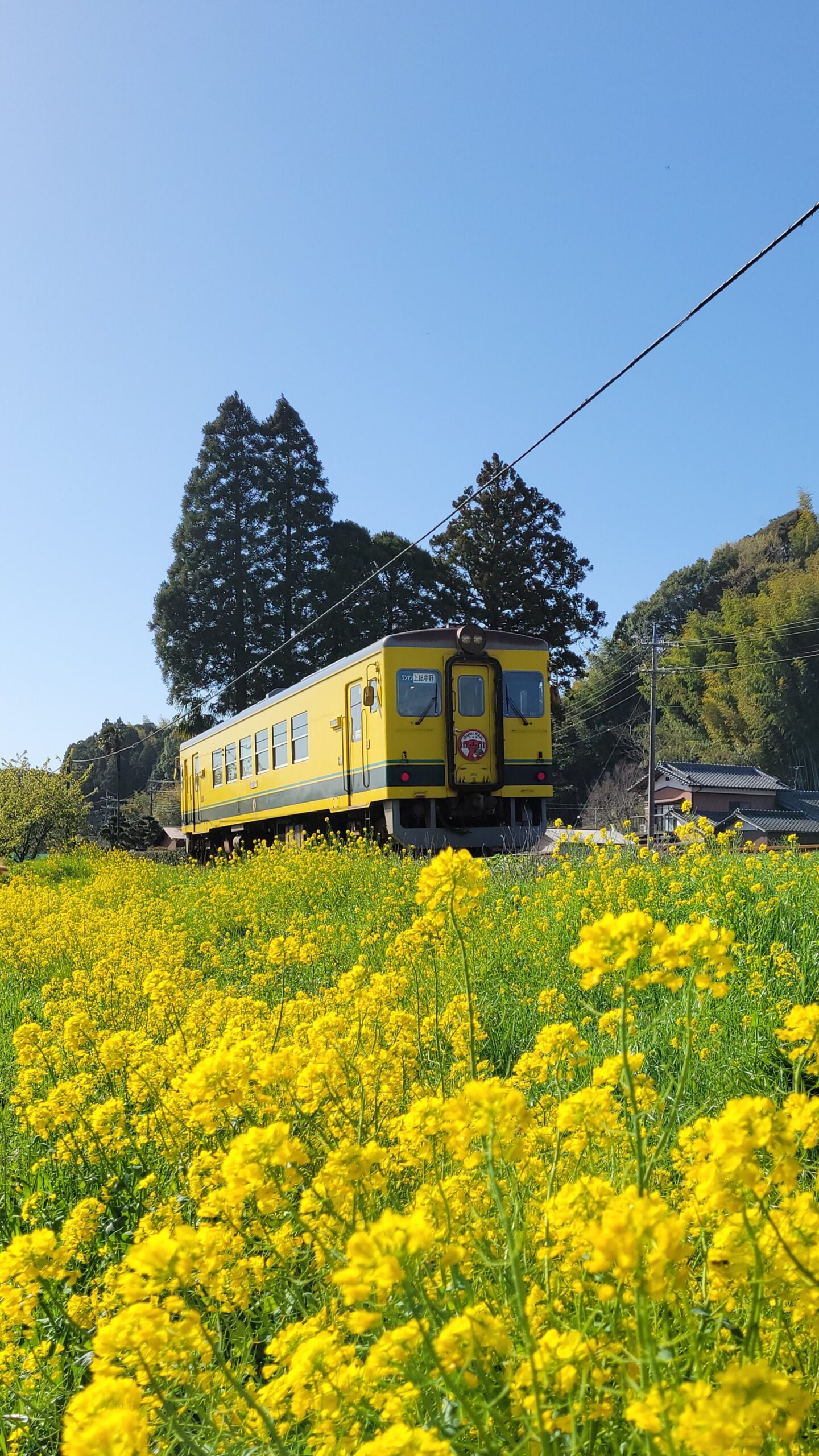 いすみ鉄道にて、「春の彩り、いすみ鉄道の旅 - 菜の花と桜が織りなす絶景」と感じた写真です。