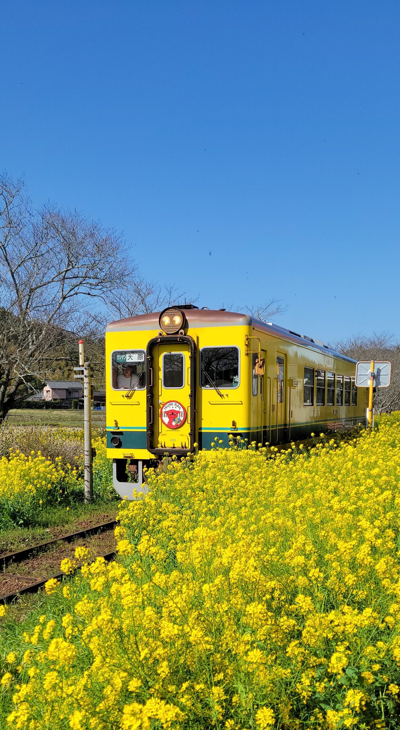いすみ鉄道にて、「春の彩りといすみ鉄道!菜の花と桜が織りなす絶景旅」と感じた写真です。