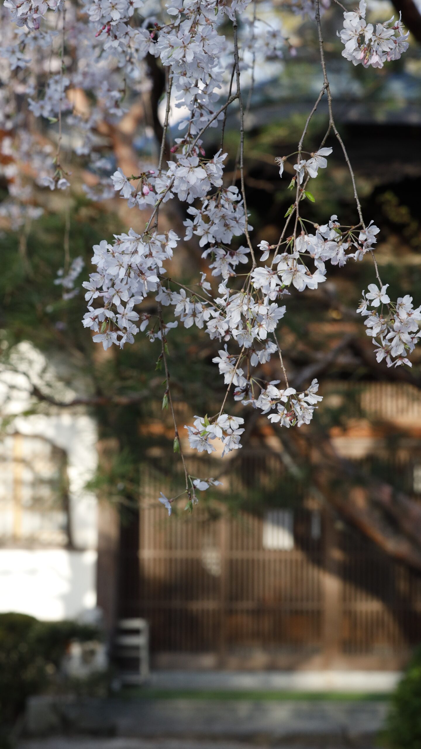 中院にて、「朝陽に輝く中院の枝垂れ桜静寂の春景色」と感じた写真です。