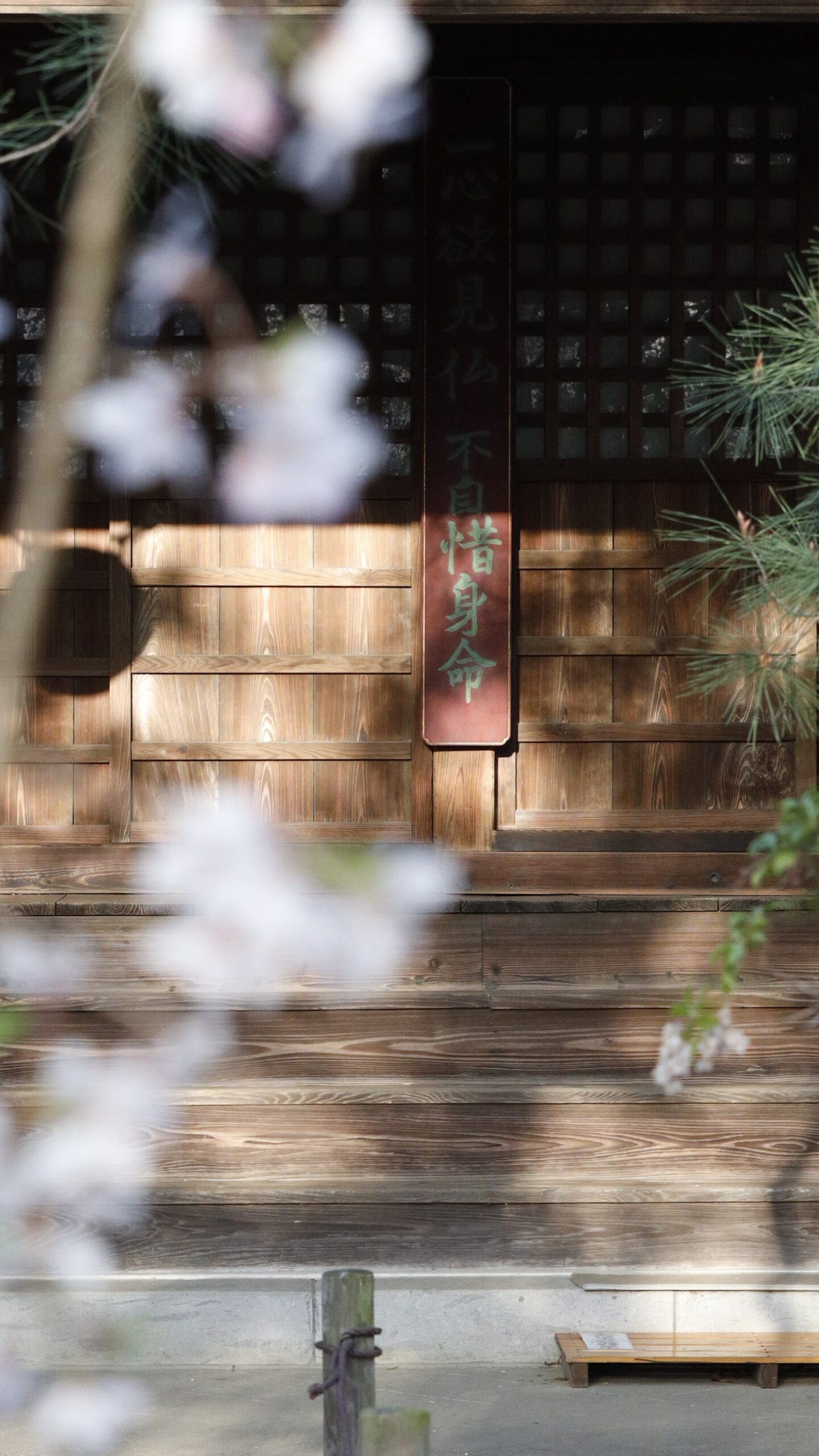 中院にて、「優雅に垂れ下がる枝垂れ桜中院で感じる春の癒し」と感じた写真です。
