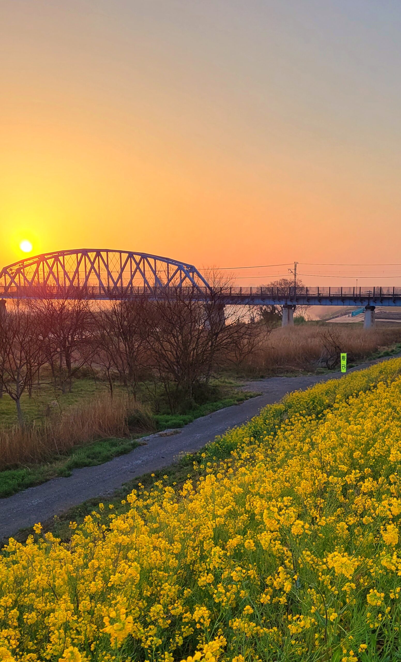 荒川土手にて、「春の宝石!さいたま市荒川の菜の花と朝焼けの幻想」と感じた写真です。