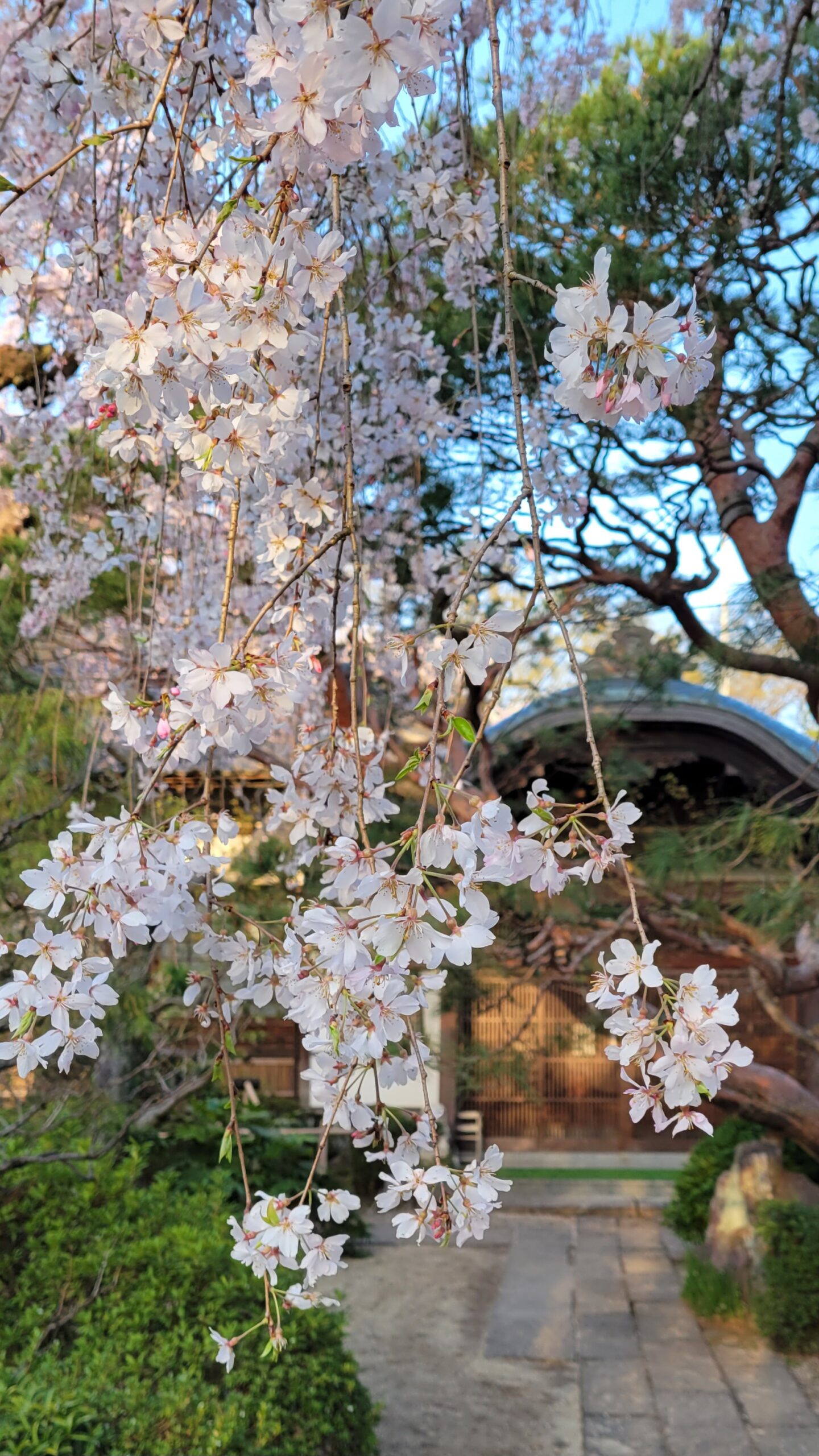 中院にて、「朝の静寂に包まれる中院の枝垂れ桜!春の息吹を感じるひととき」と感じた写真です。