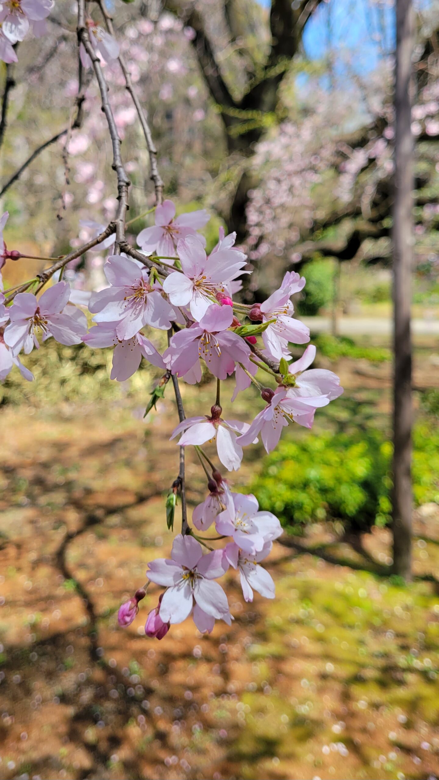 六義園にて、「春の絵画!六義園の壮大な枝垂桜」と感じた写真です。