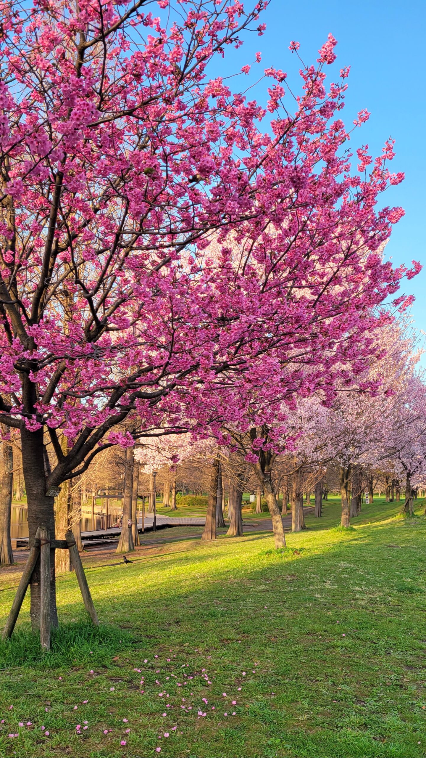 舎人公園にて、「舎人公園の桜!春の訪れを告げる美しい花々」と感じた写真です。
