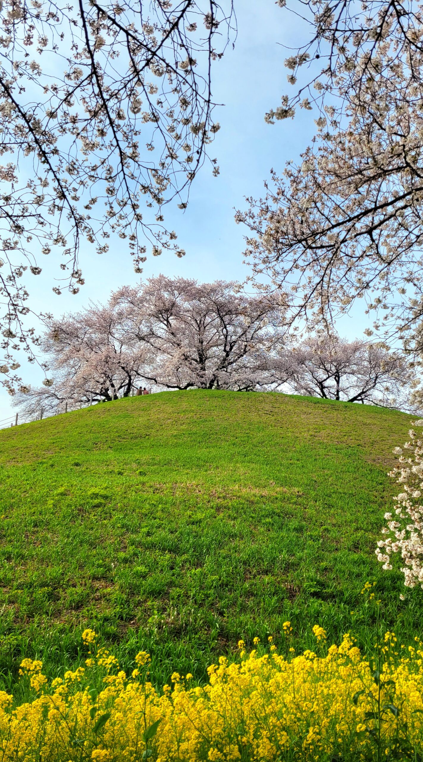 さきたま古墳公園にて、「歴史と自然が織りなす春の絶景!さきたま古墳公園の桜と菜の花」と感じた写真です。