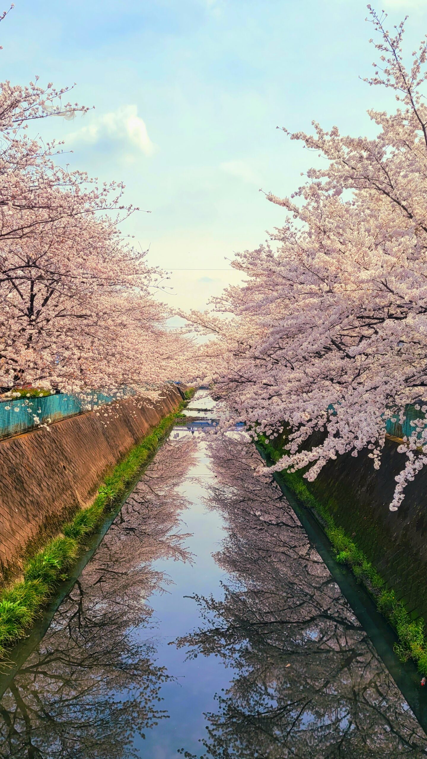 伝右川にて、「春の隠れ名所!伝右川の桜並木と幻想的なリフレクション」と感じた写真です。