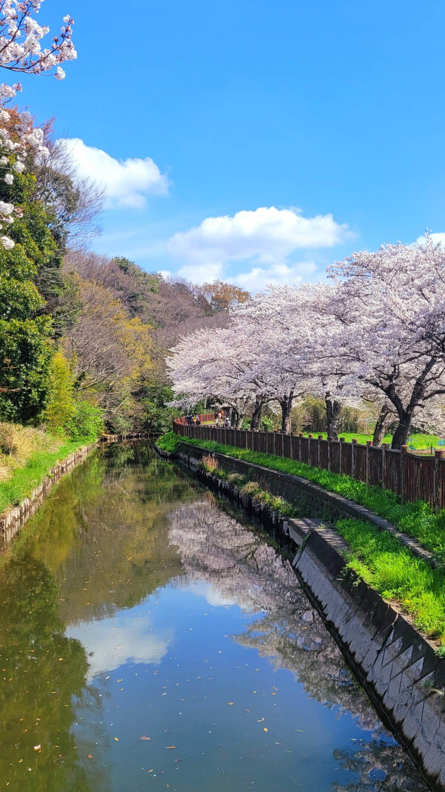 見沼田んぼの桜回廊にて、「見沼田んぼの春!桜回廊が織りなす田園の絶景」と感じた写真です。