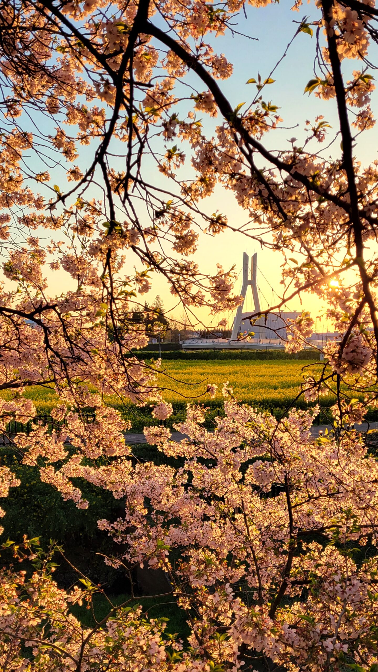幸手権現堂にて、「幸手権現堂の春!桜と菜の花の絶景コラボレーション」と感じた写真です。