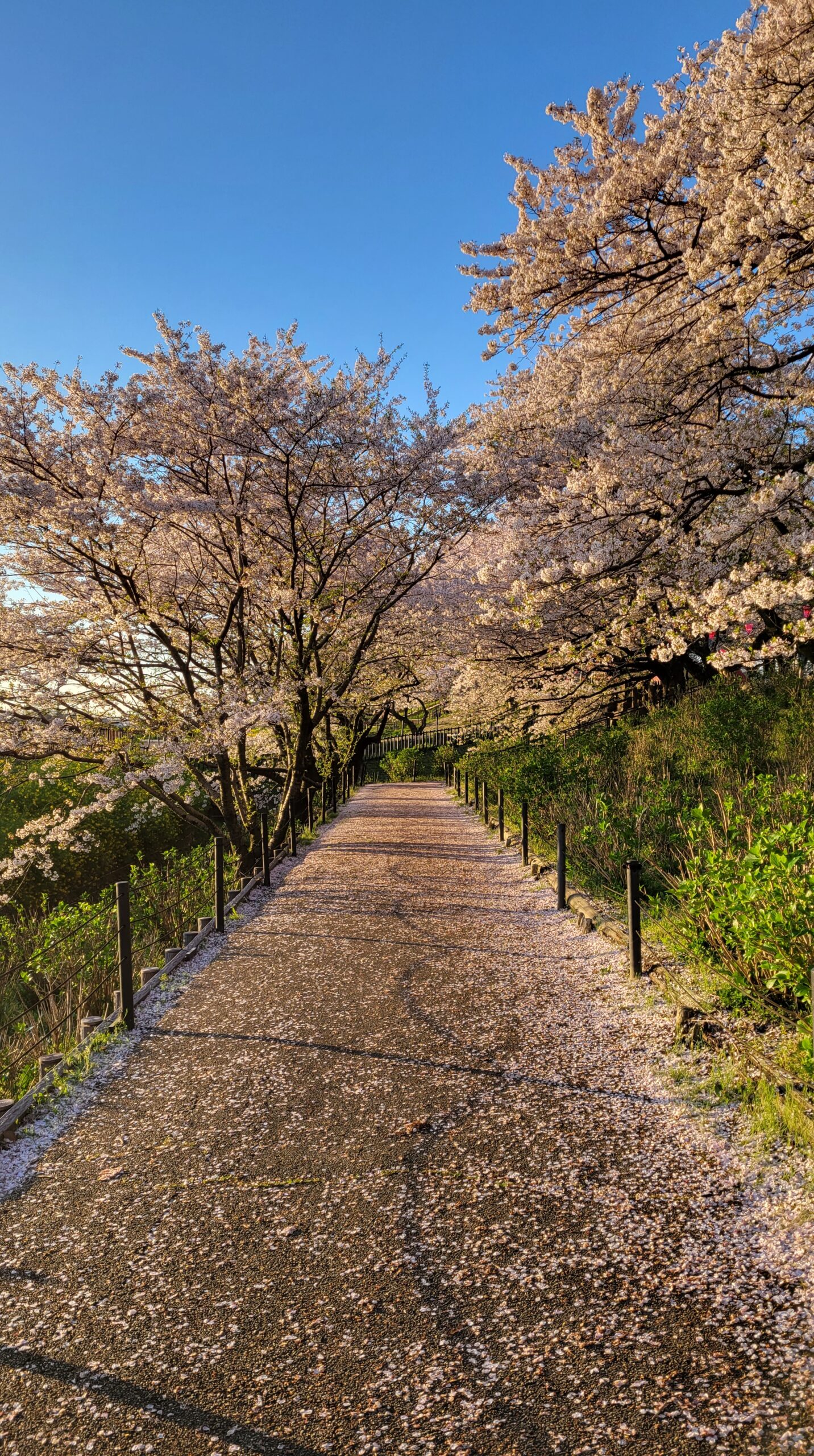 幸手権現堂にて、「幸手権現堂の春!桜と菜の花が織りなす絶景」と感じた写真です。