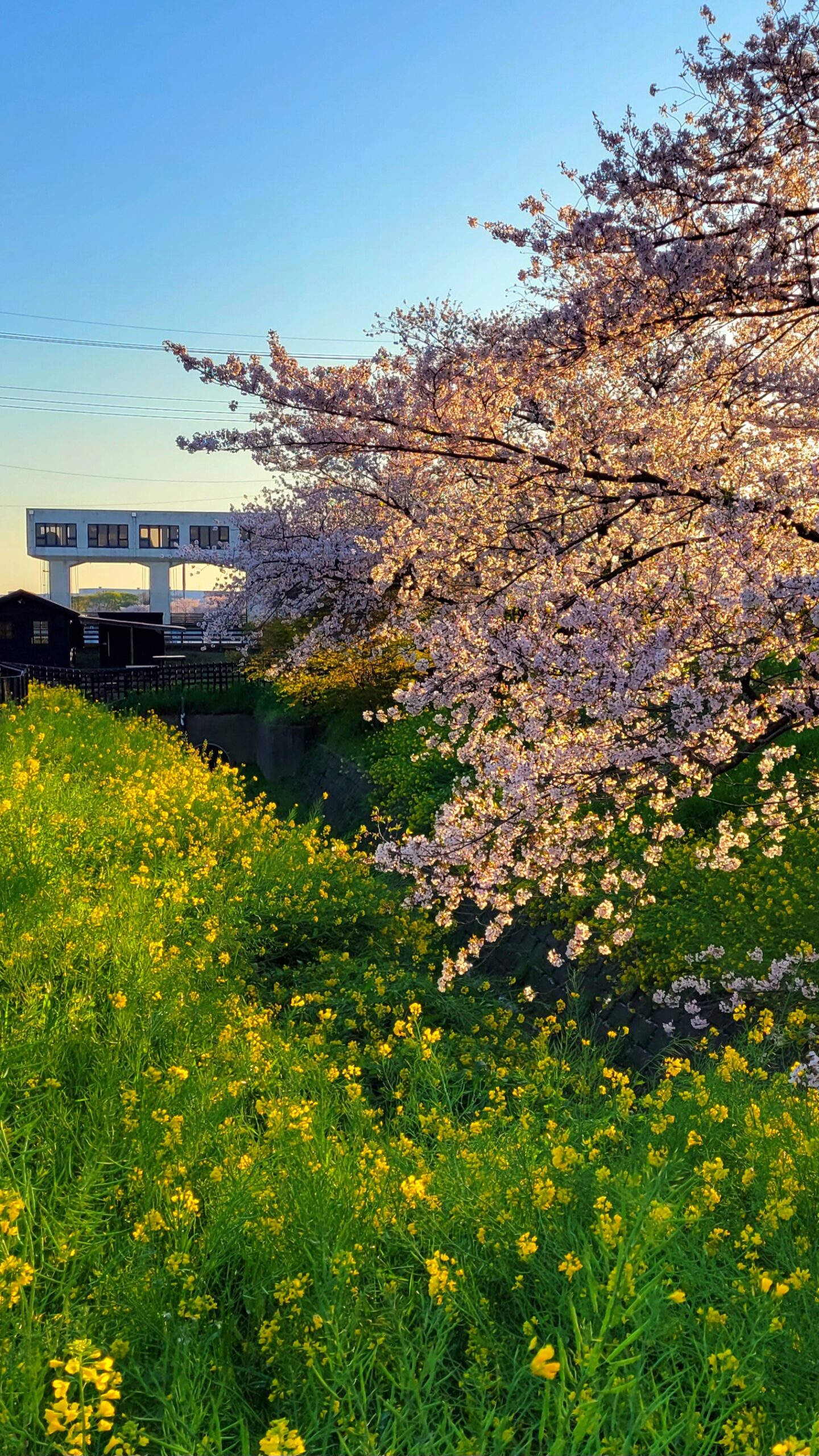 幸手権現堂にて、「春の饗宴!幸手権現堂の桜と菜の花の絶景」と感じた写真です。