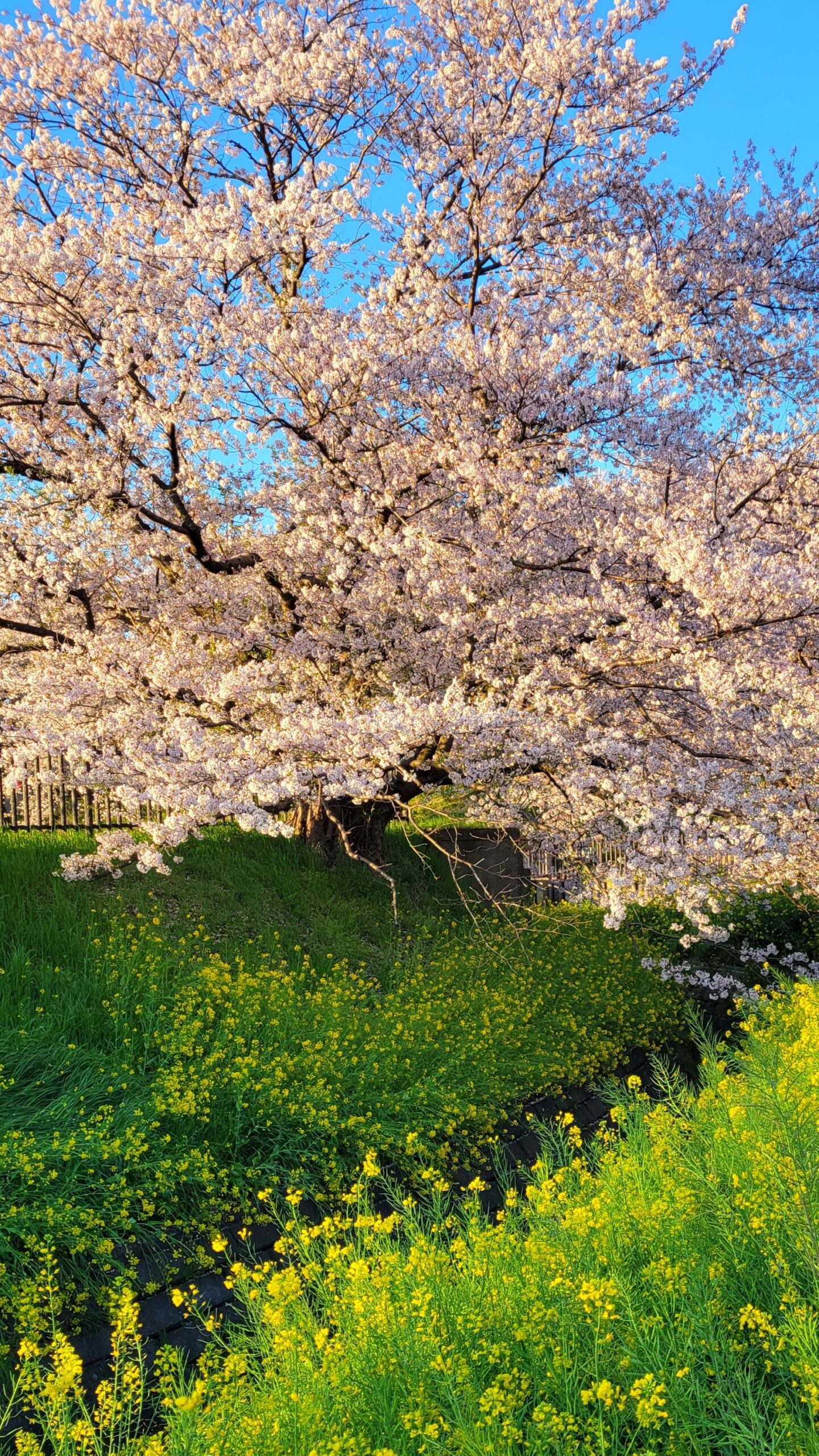 幸手権現堂にて、「春の彩り!幸手権現堂の桜と菜の花の饗宴」と感じた写真です。