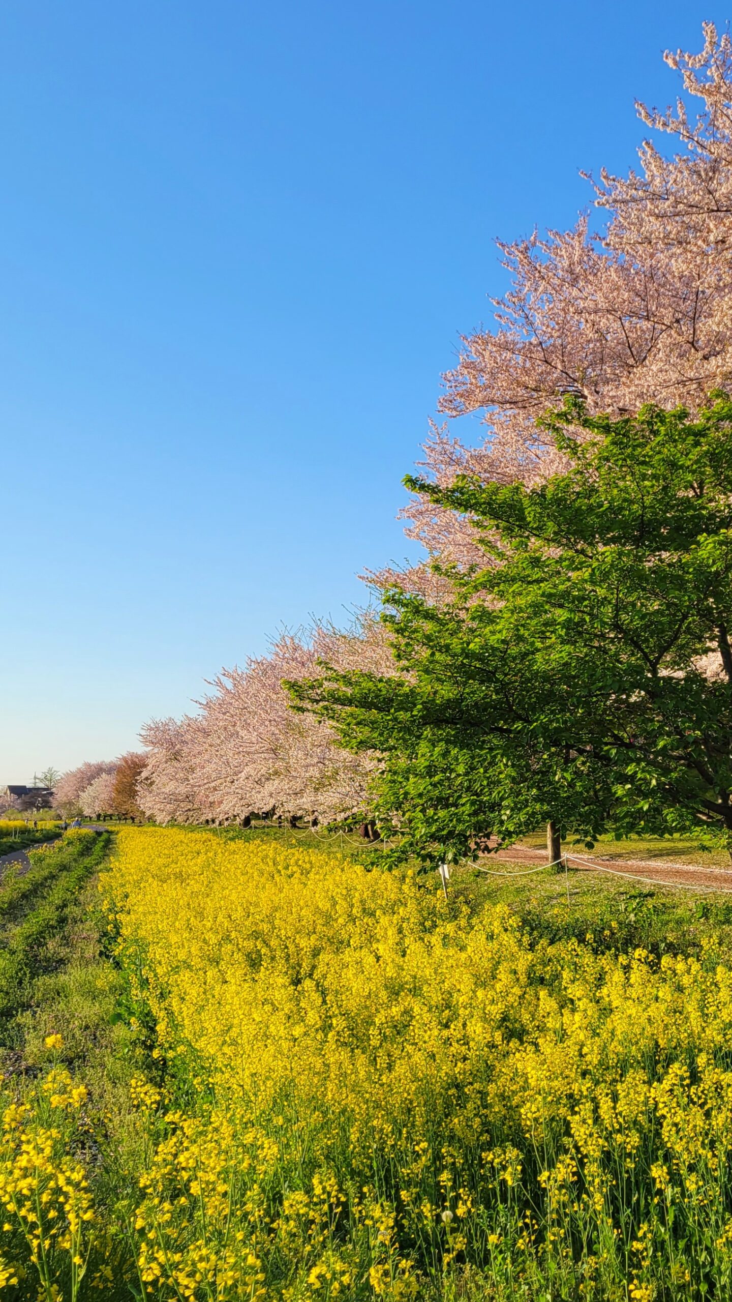 幸手権現堂にて、「春の彩り!幸手権現堂の桜と菜の花の饗宴」と感じた写真です。