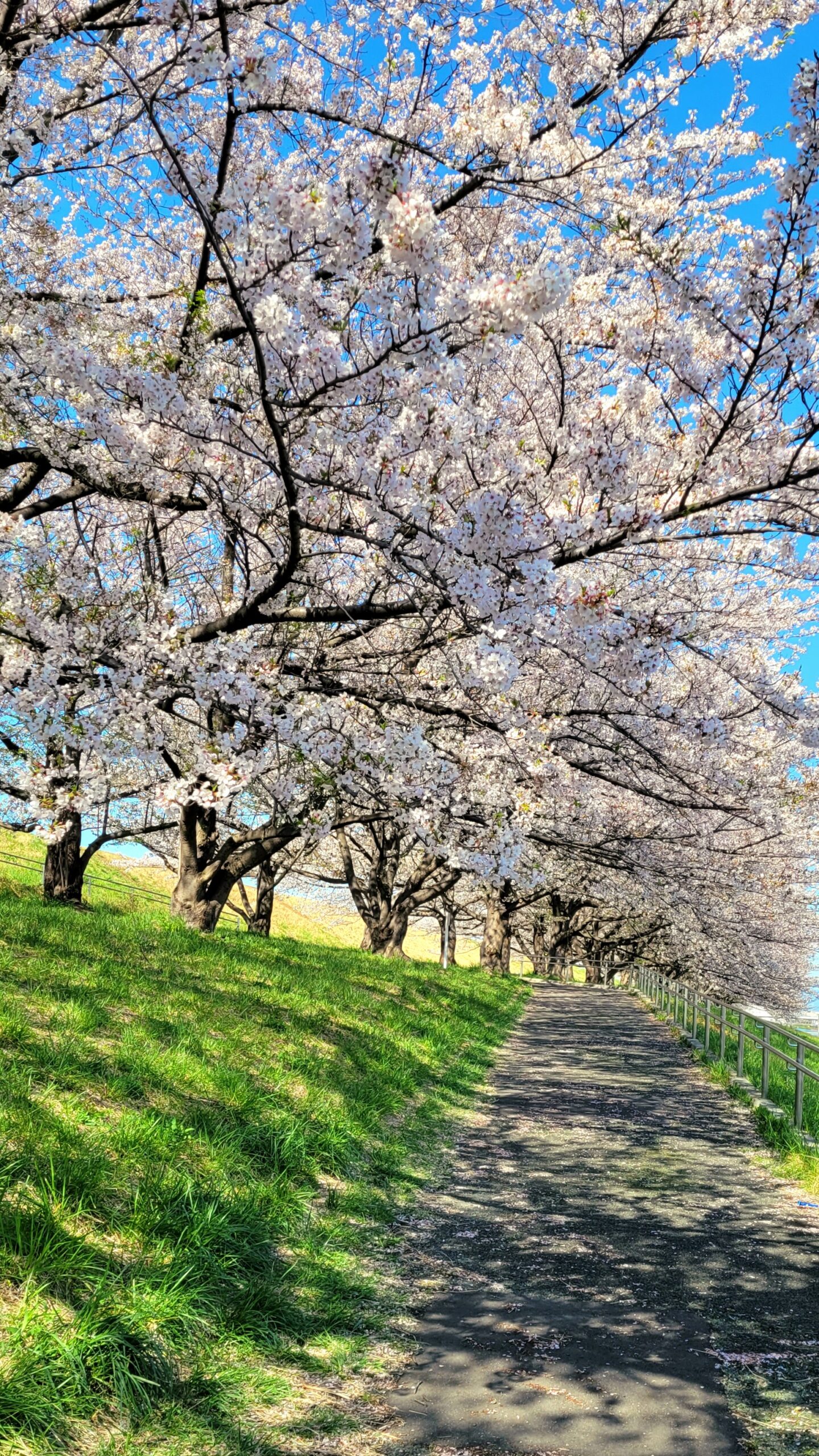 荒川土手にて、「春の隠れ名所!戸田市荒川土手のソメイヨシノ」と感じた写真です。