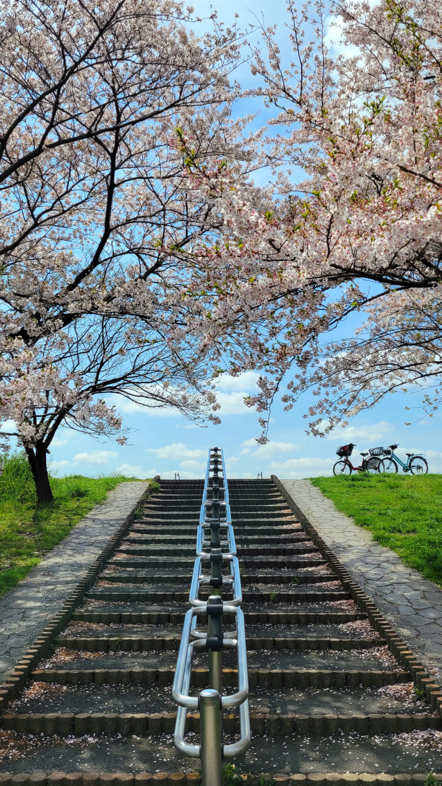 荒川土手にて、「春の静寂!荒川土手の桜並木」と感じた写真です。