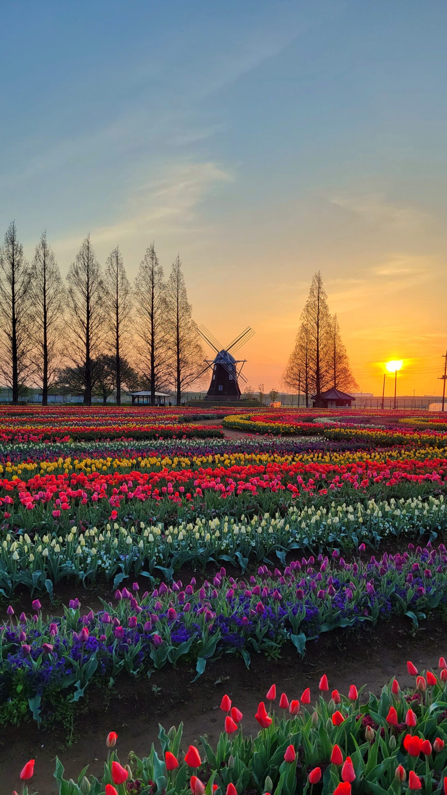 あけぼの山農業公園にて、「春の彩り、あけぼの山農業公園のチューリップ畑」と感じた写真です。