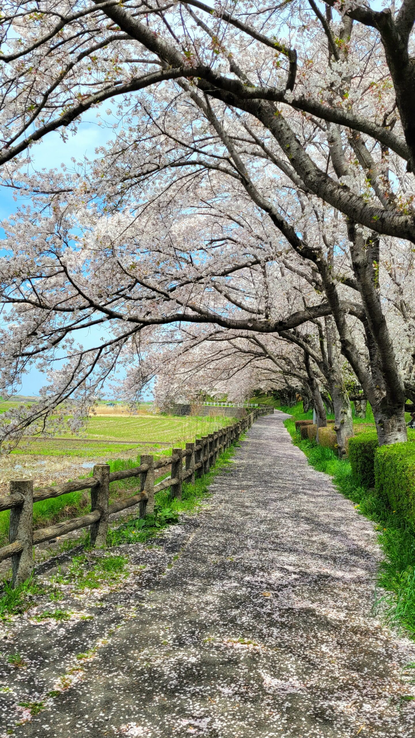 乙女かわらの里公園にて、「春の桜トンネルで心躍るひとときを」と感じた写真です。