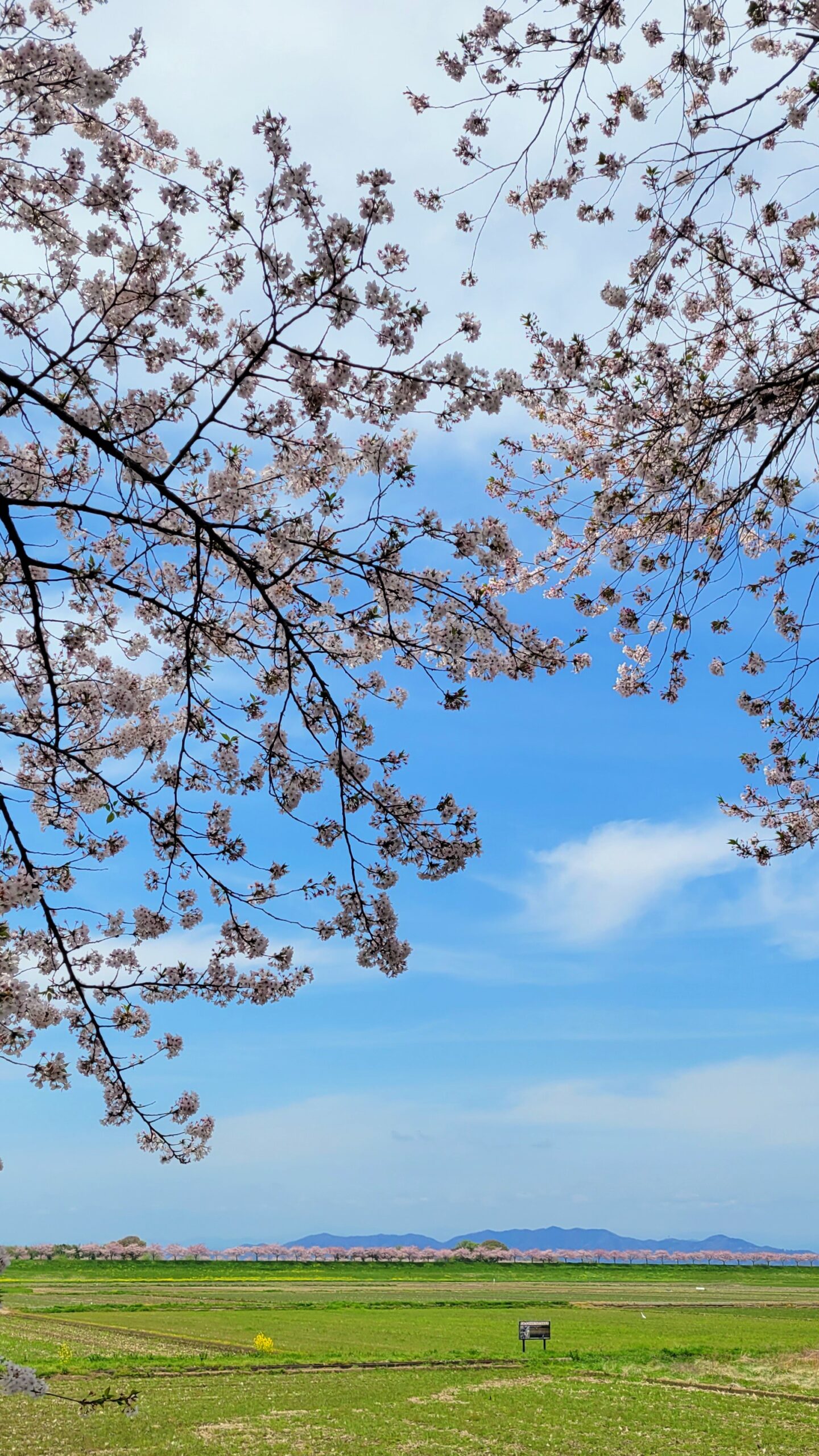 乙女かわらの里公園にて、「春の桜トンネルと心に残る風景」と感じた写真です。