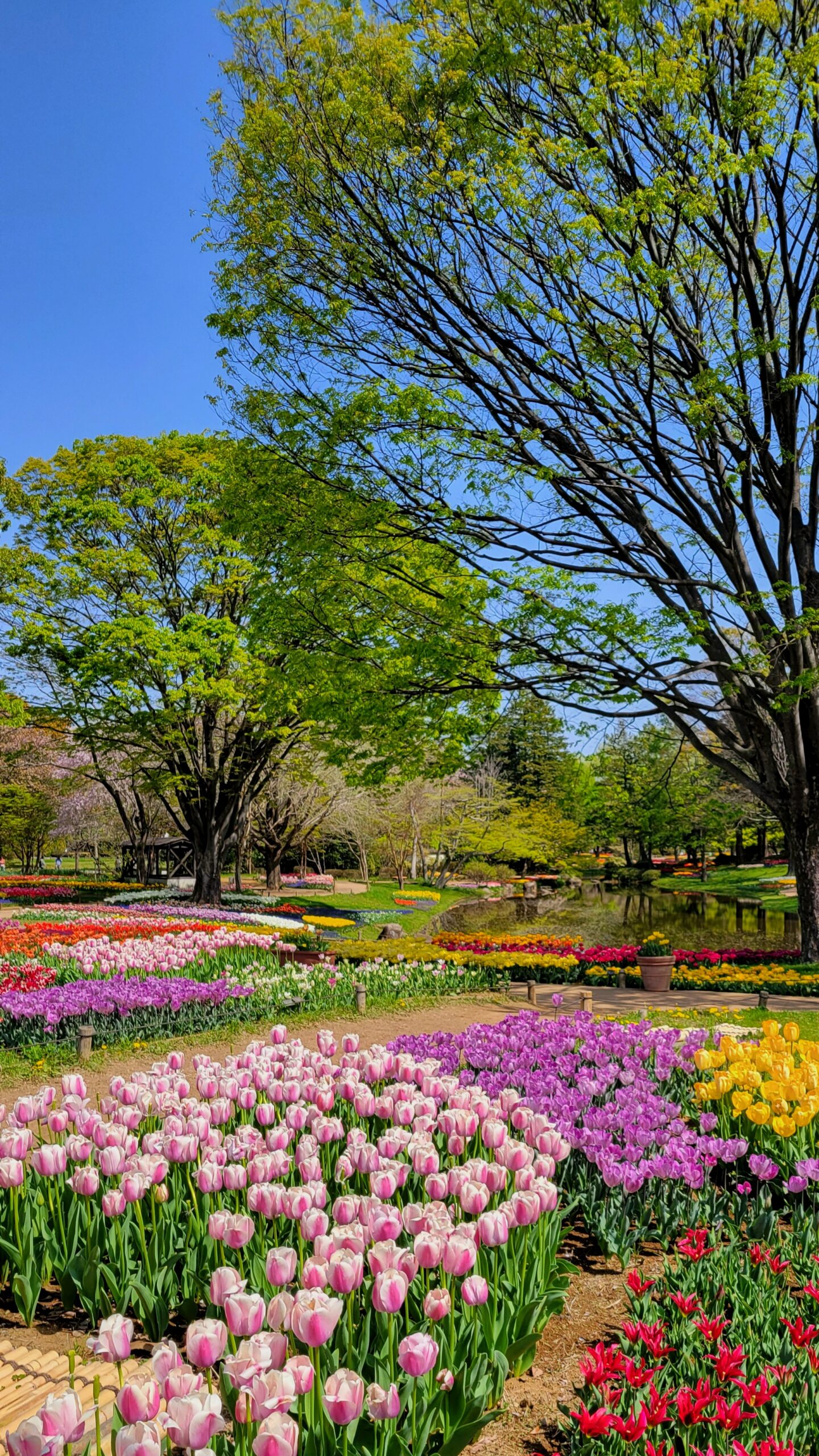 国営昭和記念公園にて、「春の彩り!国営昭和記念公園のチューリップ祭り」と感じた写真です。