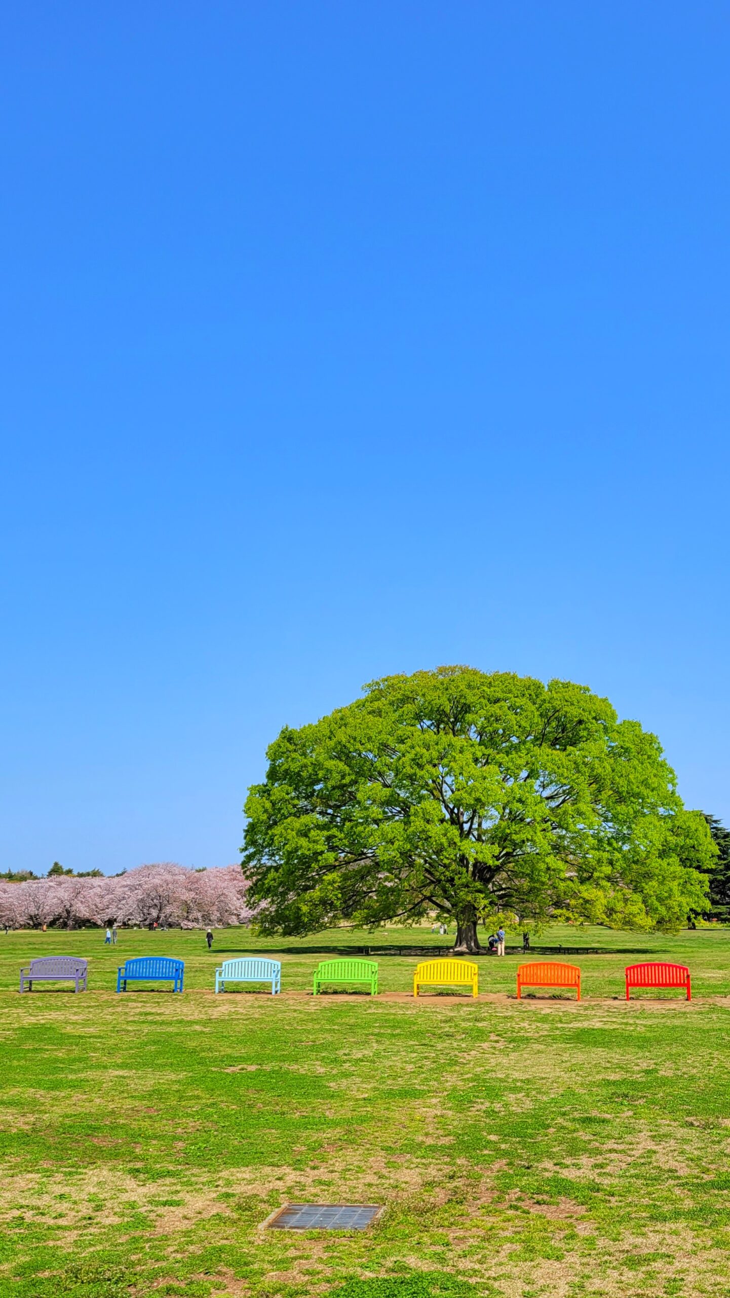 国営昭和記念公園にて、「四季折々の癒しの空間!国営昭和記念公園の大樹とカラフルな椅子たち」と感じた写真です。