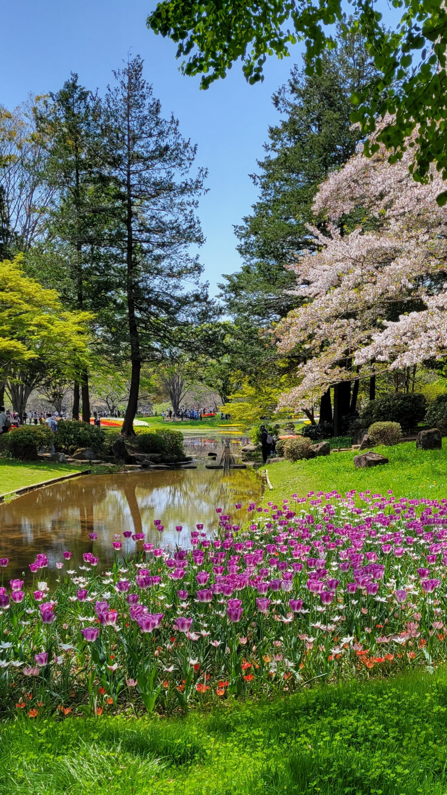 国営昭和記念公園にて、「春の彩り!国営昭和記念公園のチューリップ祭り」と感じた写真です。