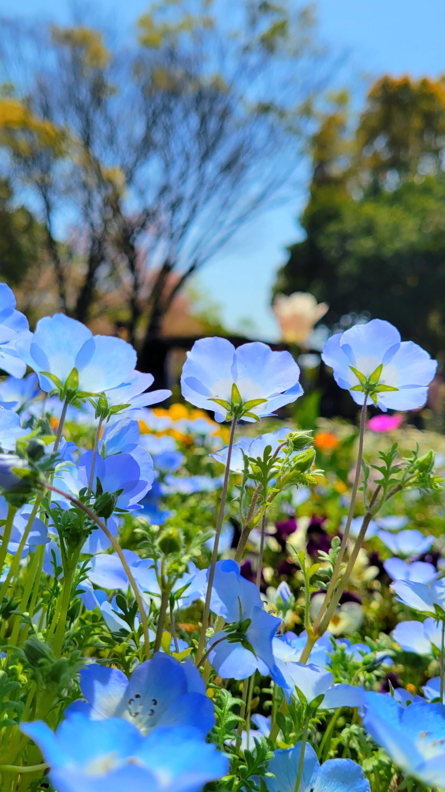 国営昭和記念公園にて、「春の訪れを告げるネモフィラの花壇 - 国営昭和記念公園の魅力」と感じた写真です。