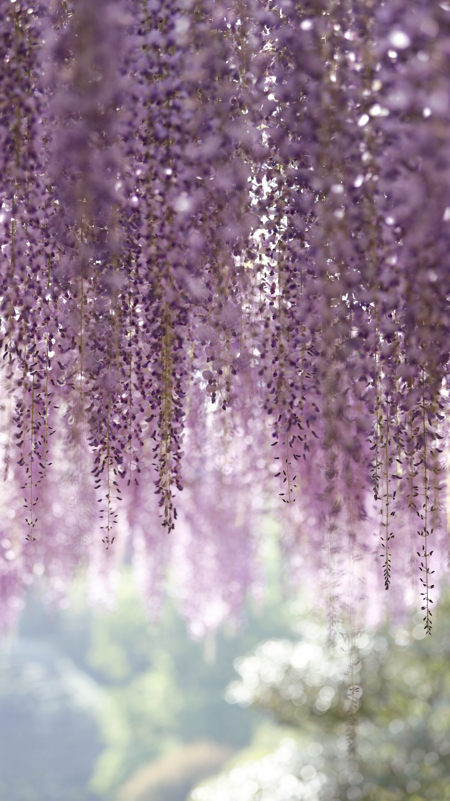 あしかがフラワーパークにて、「春の絶景あしかがフラワーパークの幻想的な藤の花」と感じた写真です。
