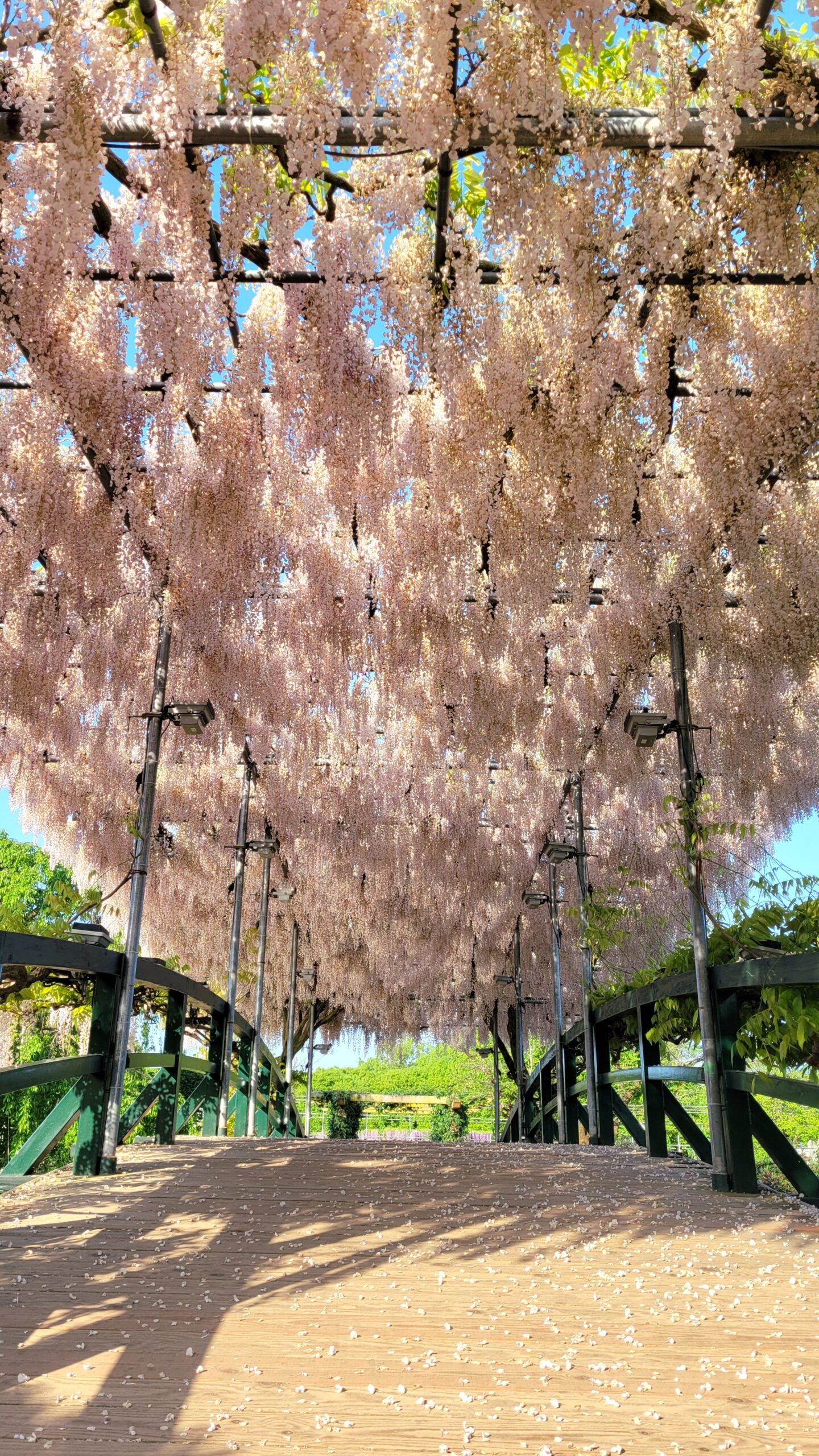 あしかがフラワーパークにて、「夢の藤の楽園!あしかがフラワーパークの魅力」と感じた写真です。