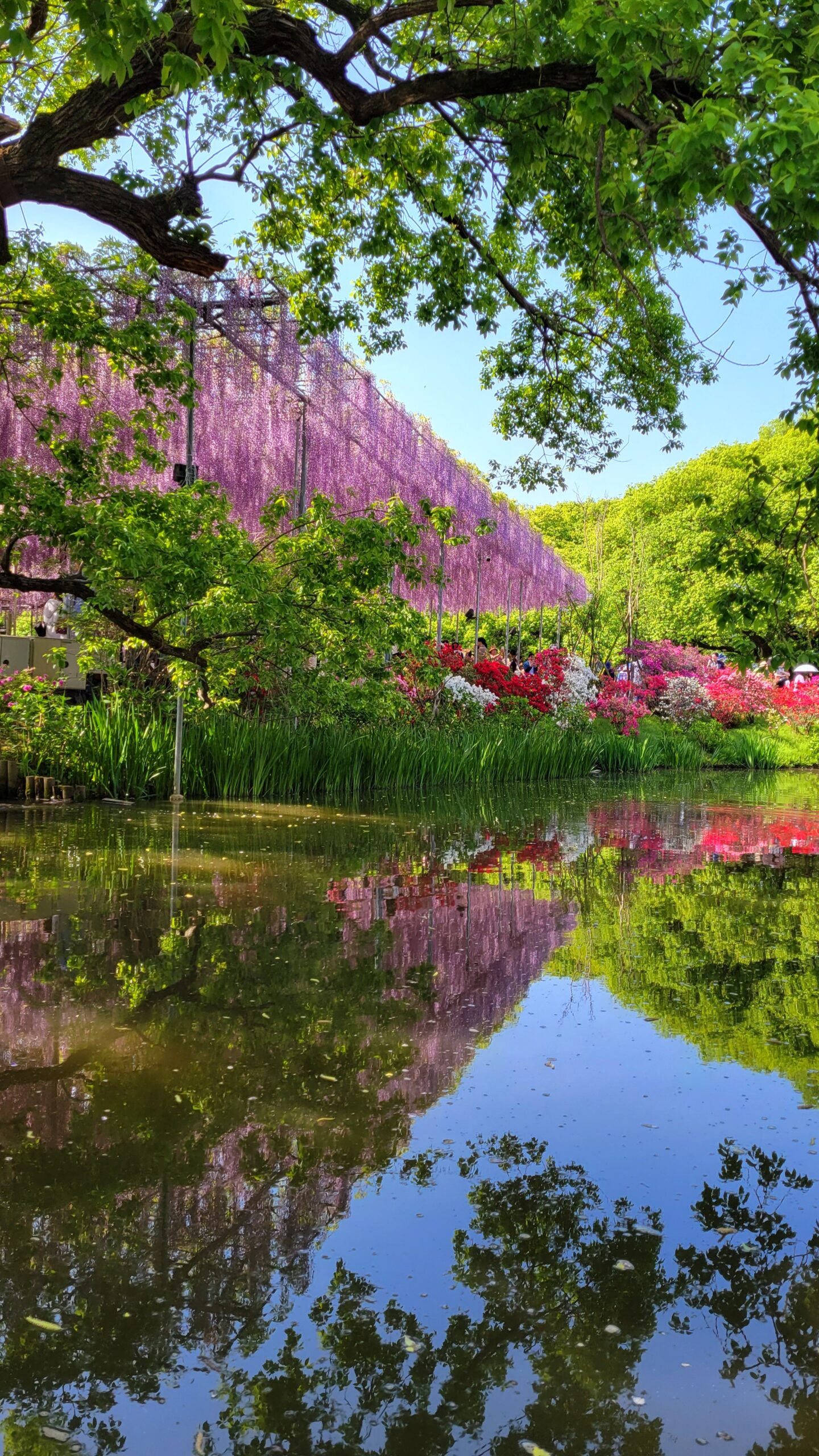 あしかがフラワーパークにて、「夢の藤の世界!あしかがフラワーパークの魅力」と感じた写真です。