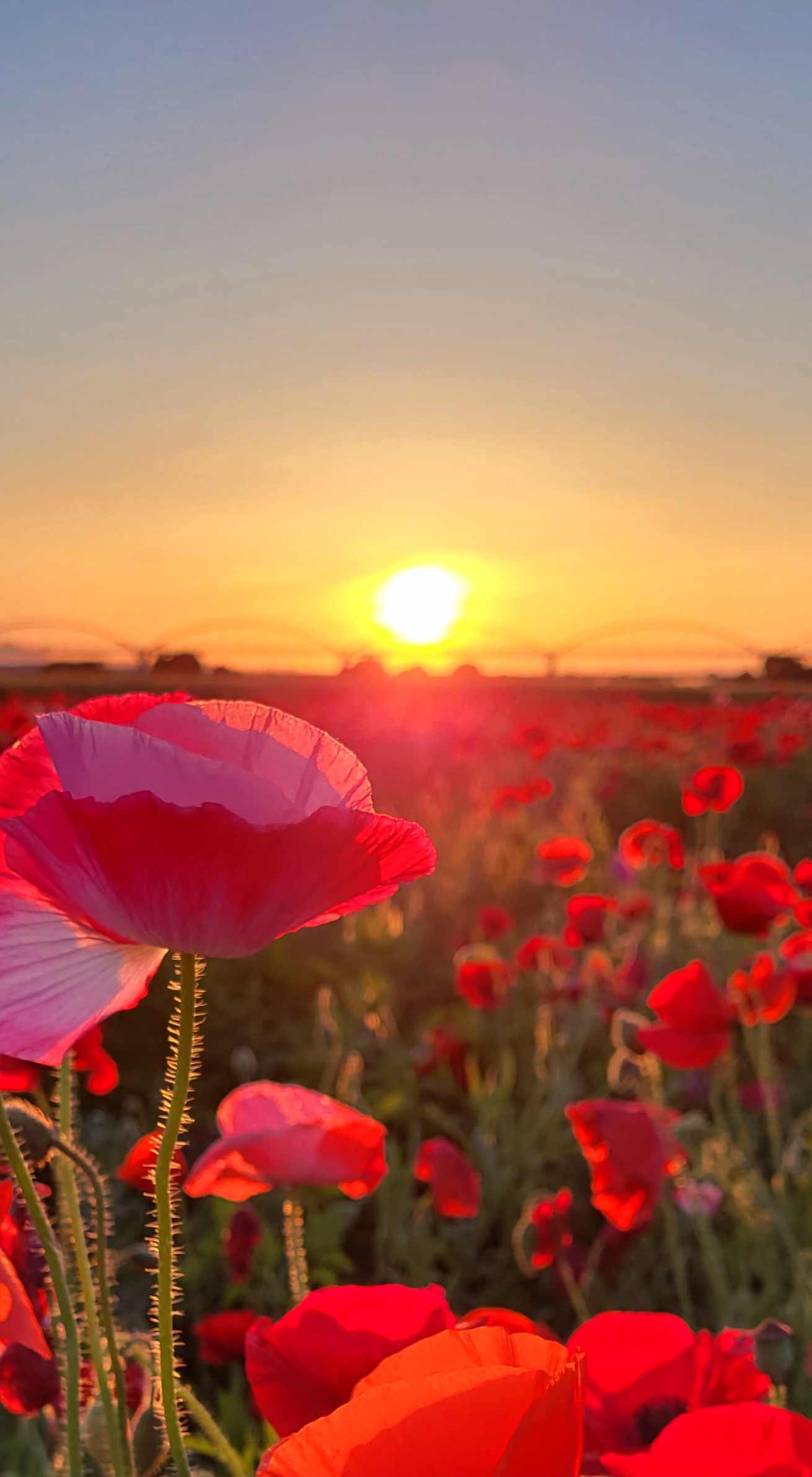 コスモスアリーナふきあげにて、「夕日に染まるポピー畑!コスモスアリーナふきあげの春の魅力」と感じた写真です。
