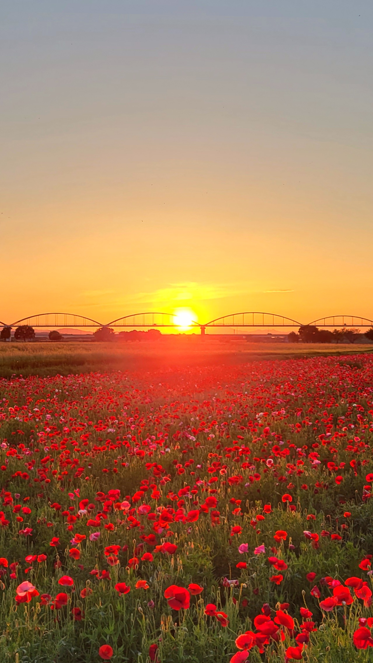 コスモスアリーナふきあげにて、「春の絶景、コスモスアリーナふきあげのポピー畑と夕日のハーモニー」と感じた写真です。