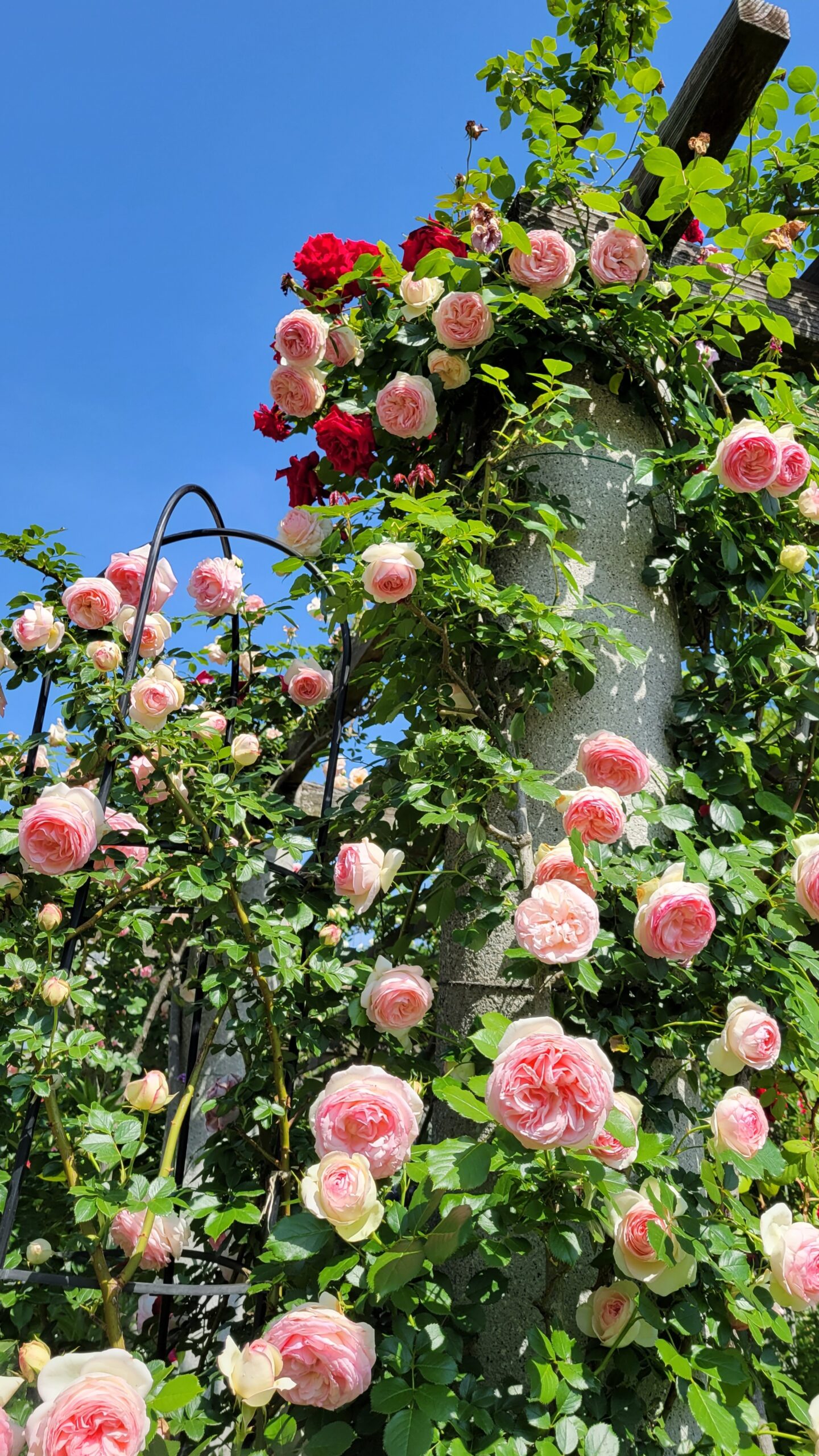 花久の里にて、「色と香りの楽園!鴻巣市・花久の里の薔薇庭園」と感じた写真です。