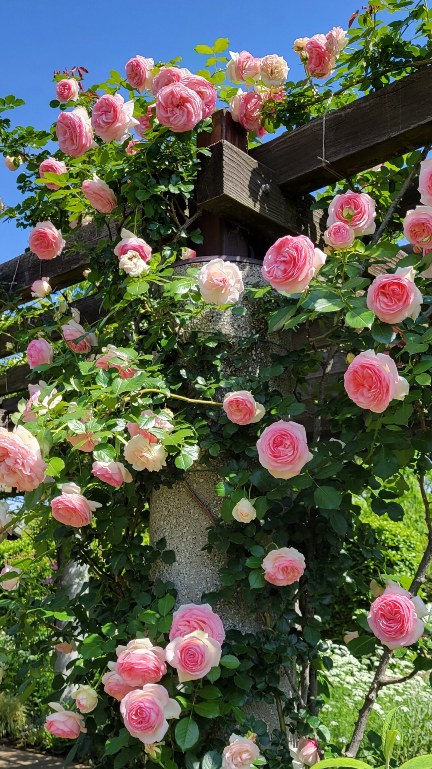 花久の里にて、「花久の里の薔薇庭園!四季折々の美と癒しの空間」と感じた写真です。