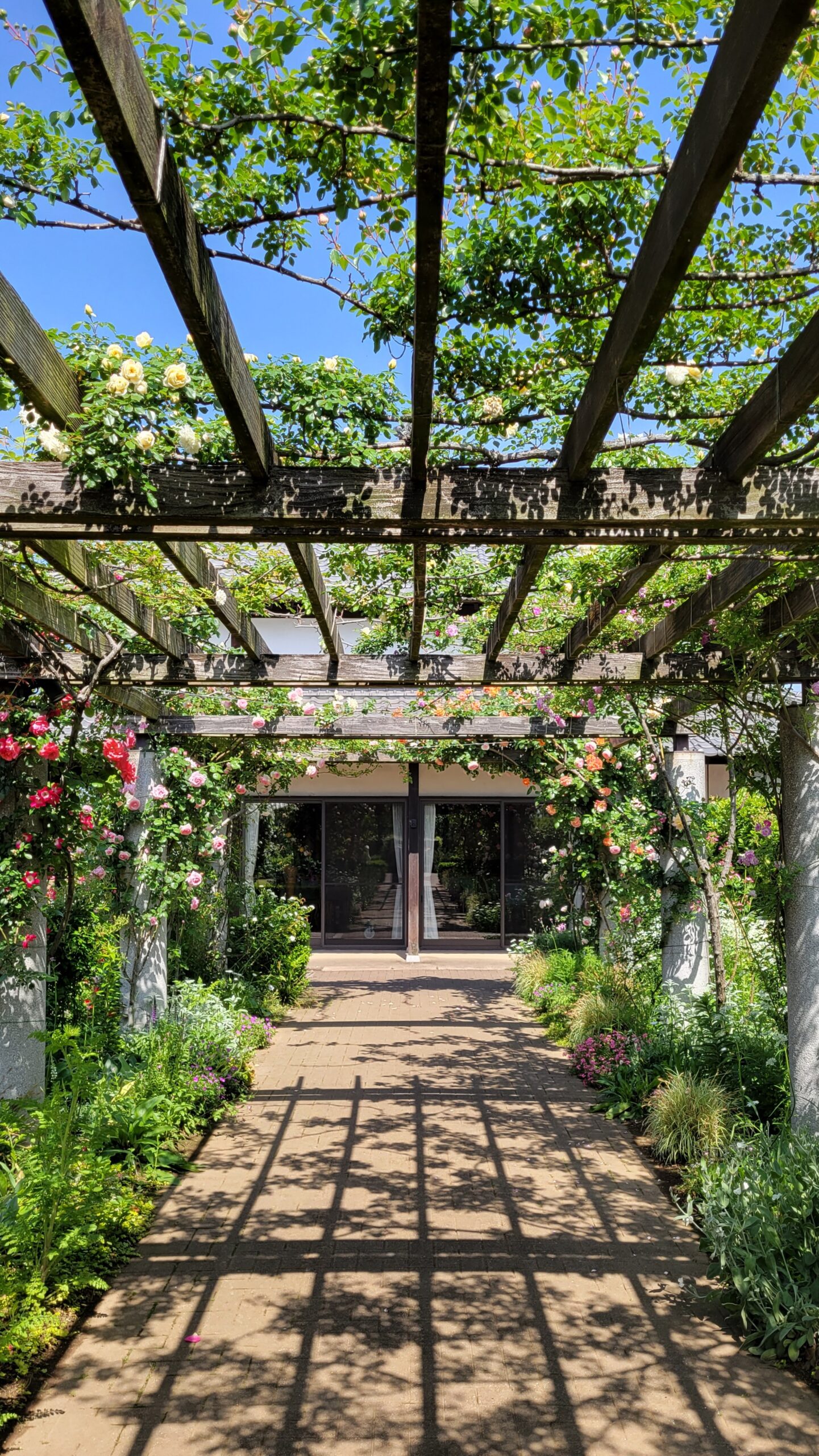 花久の里にて、「花久の里のバラ庭園 鮮やかな色彩と優雅な香り」と感じた写真です。