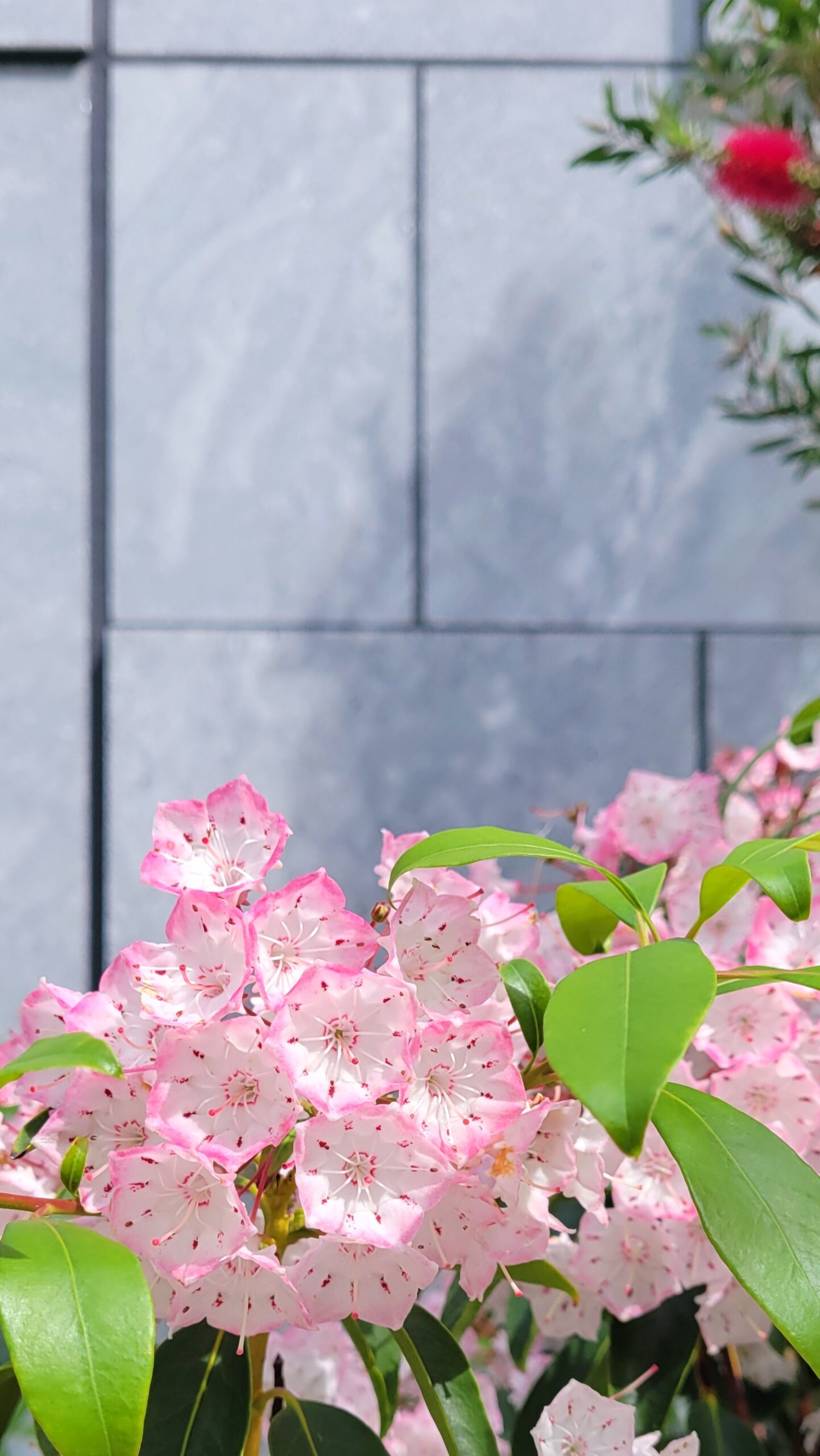 東京都にて、「初夏を彩るカルミアの花」と感じた写真です。