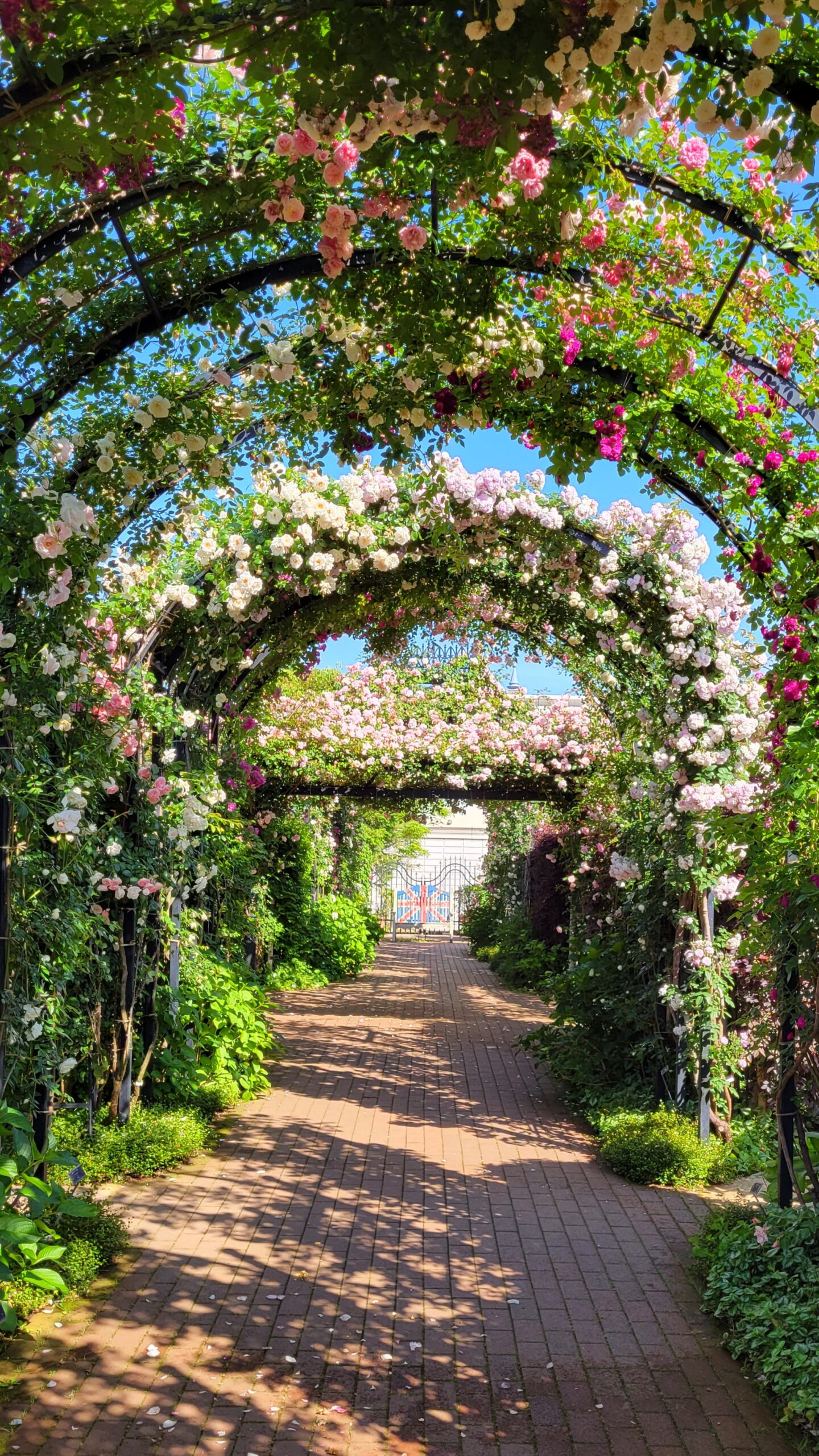 横浜イングリッシュガーデンにて、「横浜イングリッシュガーデンで楽しむ薔薇の絨」と感じた写真です。