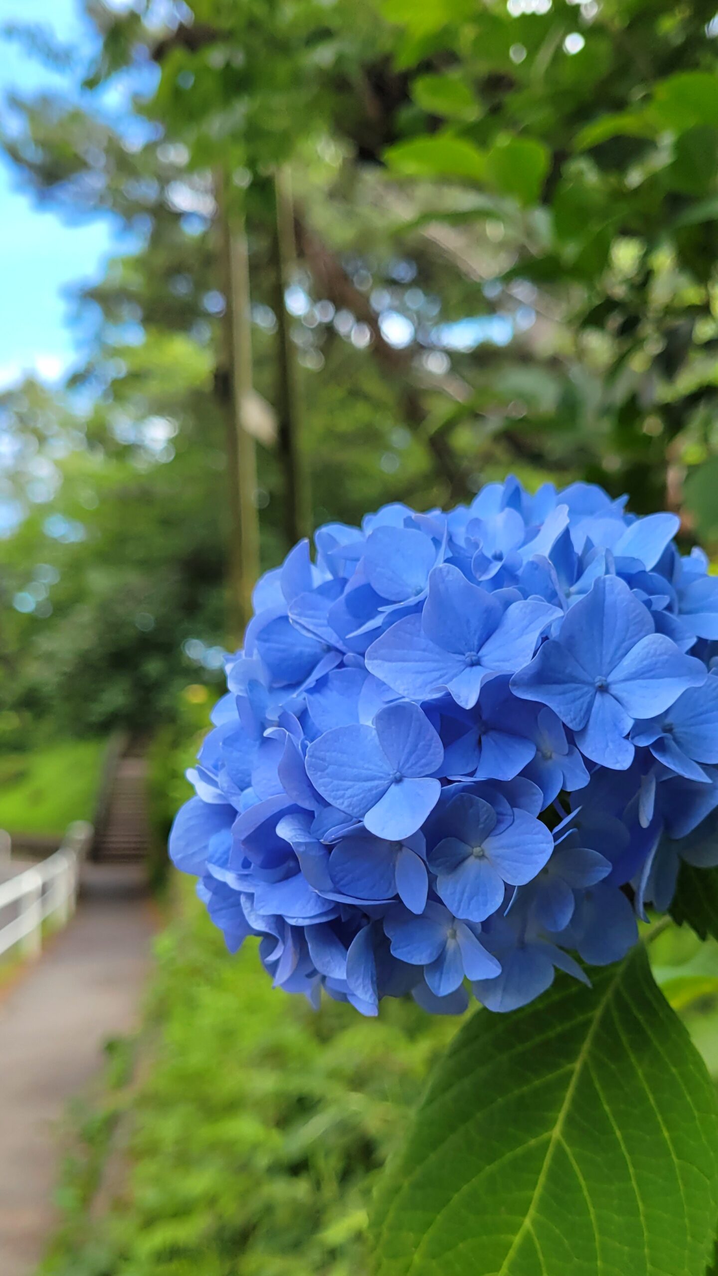 四ツ谷駅付近にて、「四ツ谷駅からホテルニューオータニへ続く紫陽花の小道」と感じた写真です。