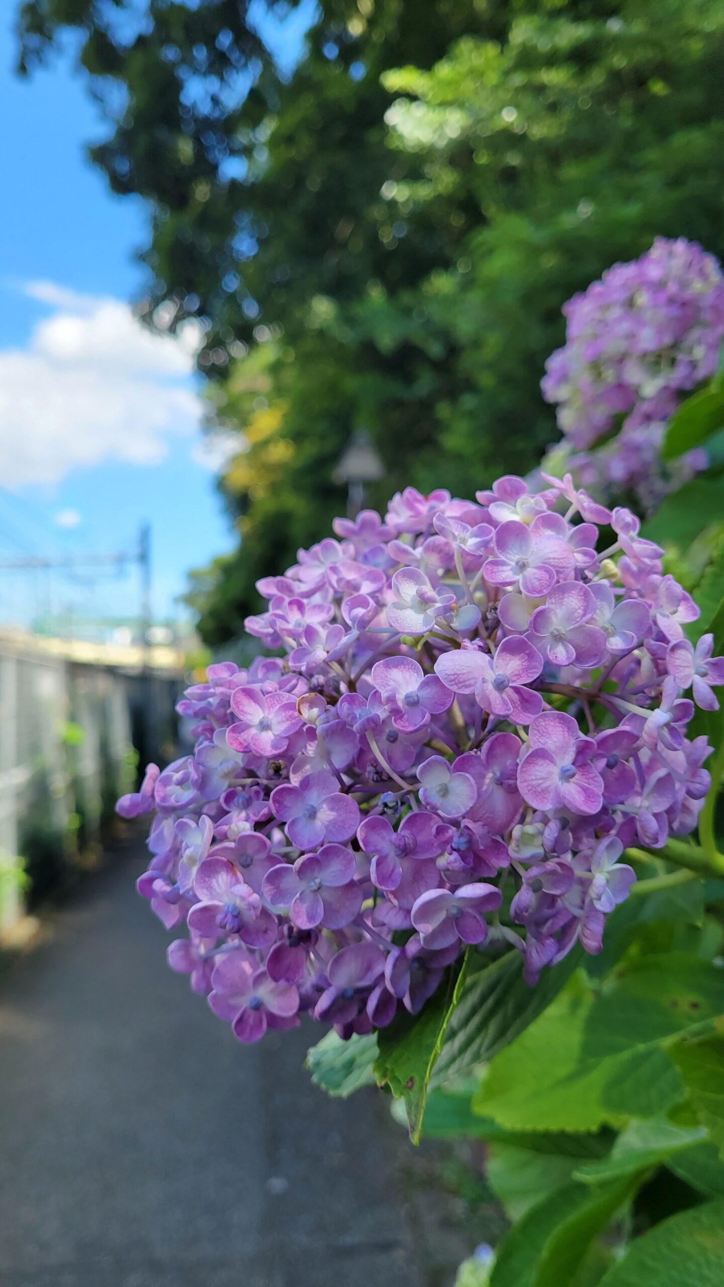 飛鳥山公園にて、「都会の自然美 電車と紫陽花が織りなす飛鳥山公園の風景」と感じた写真です。