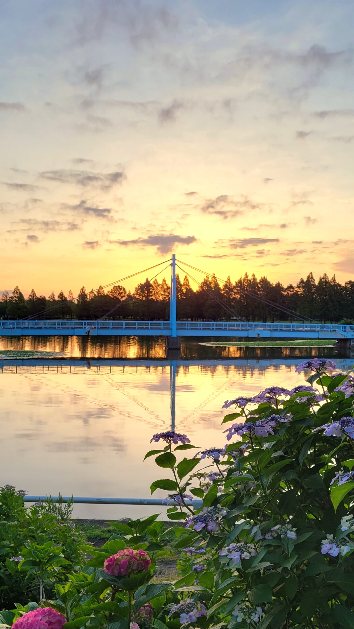 水元公園にて、「日の出と紫陽花が美しい 水元公園で迎える特別な朝」と感じた写真です。