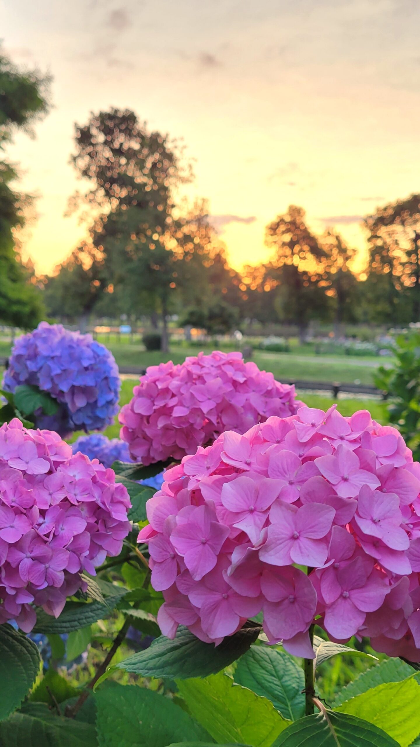 水元公園にて、「日の出に輝く紫陽花と静かな池の絶景」と感じた写真です。
