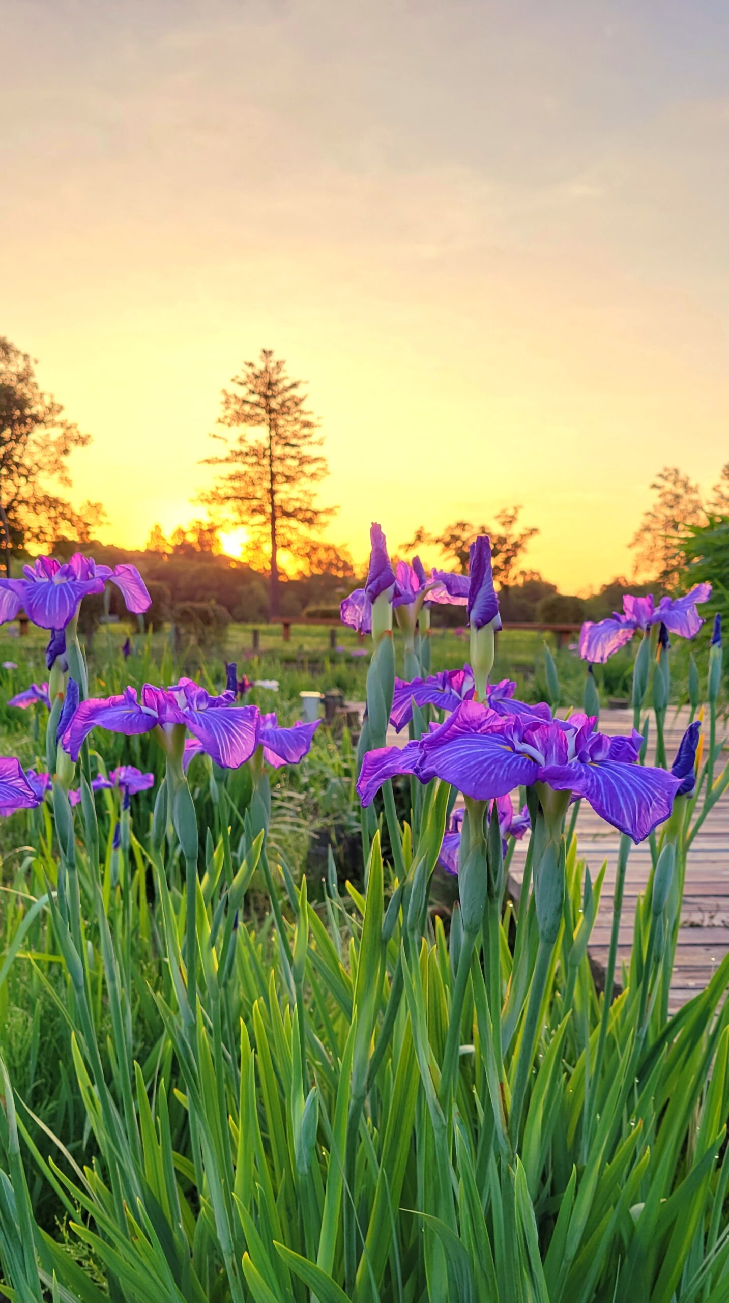 水元公園にて、「水元公園の早朝 日の出と花菖蒲が織りなす美しい風景」と感じた写真です。