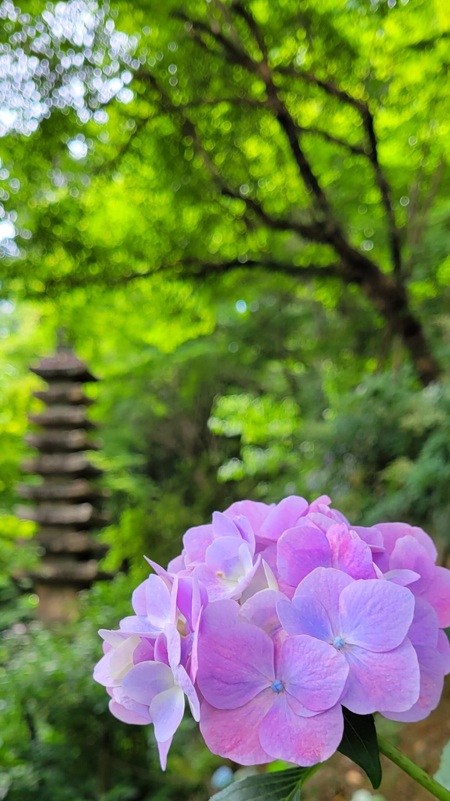 高幡不動尊にて、「色とりどりの紫陽花と石灯篭」と感じた写真です。