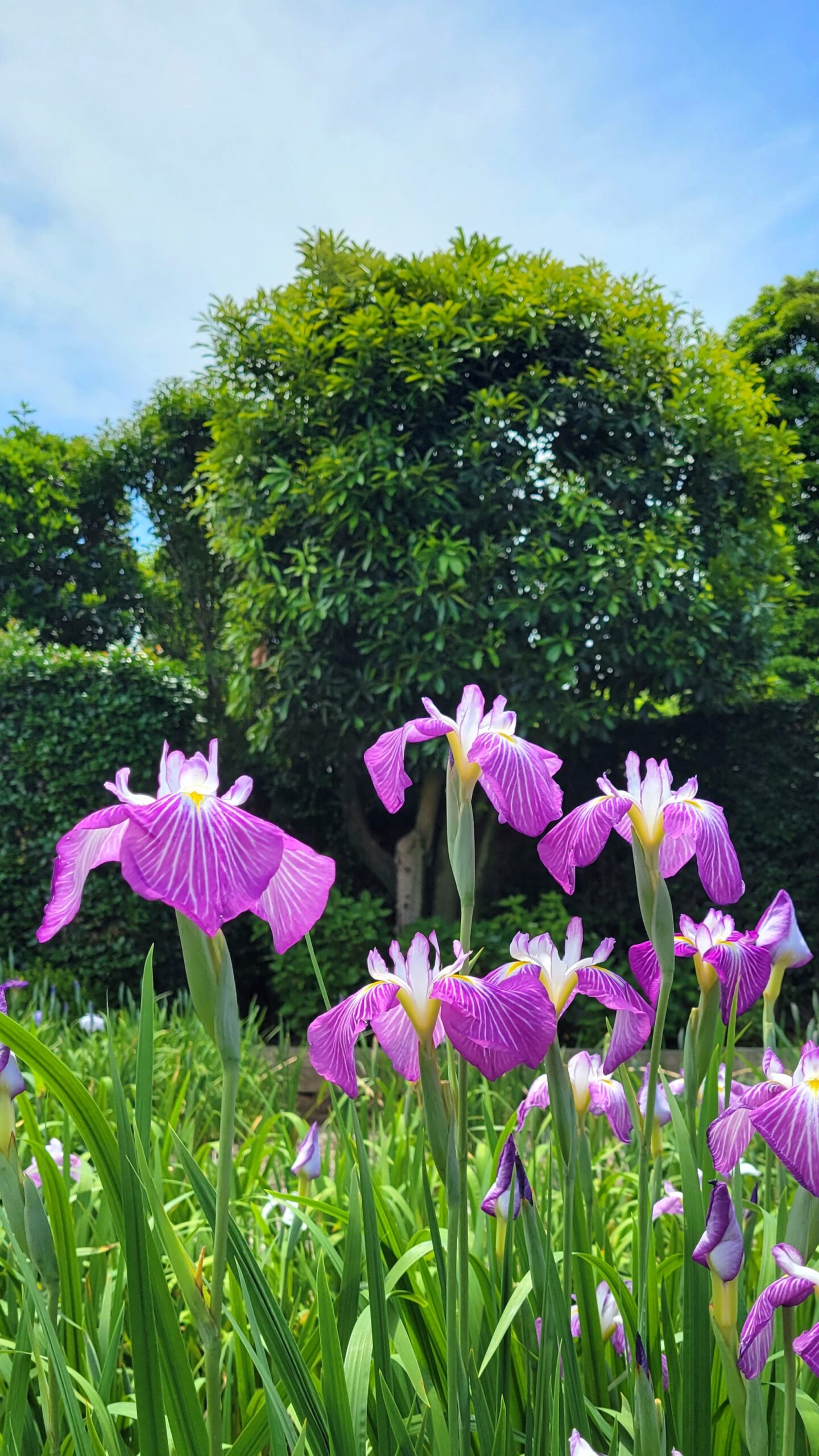 染谷花しょうぶ園にて、「色とりどりの花菖蒲が咲き誇る 季節限定の庭園へ」と感じた写真です。