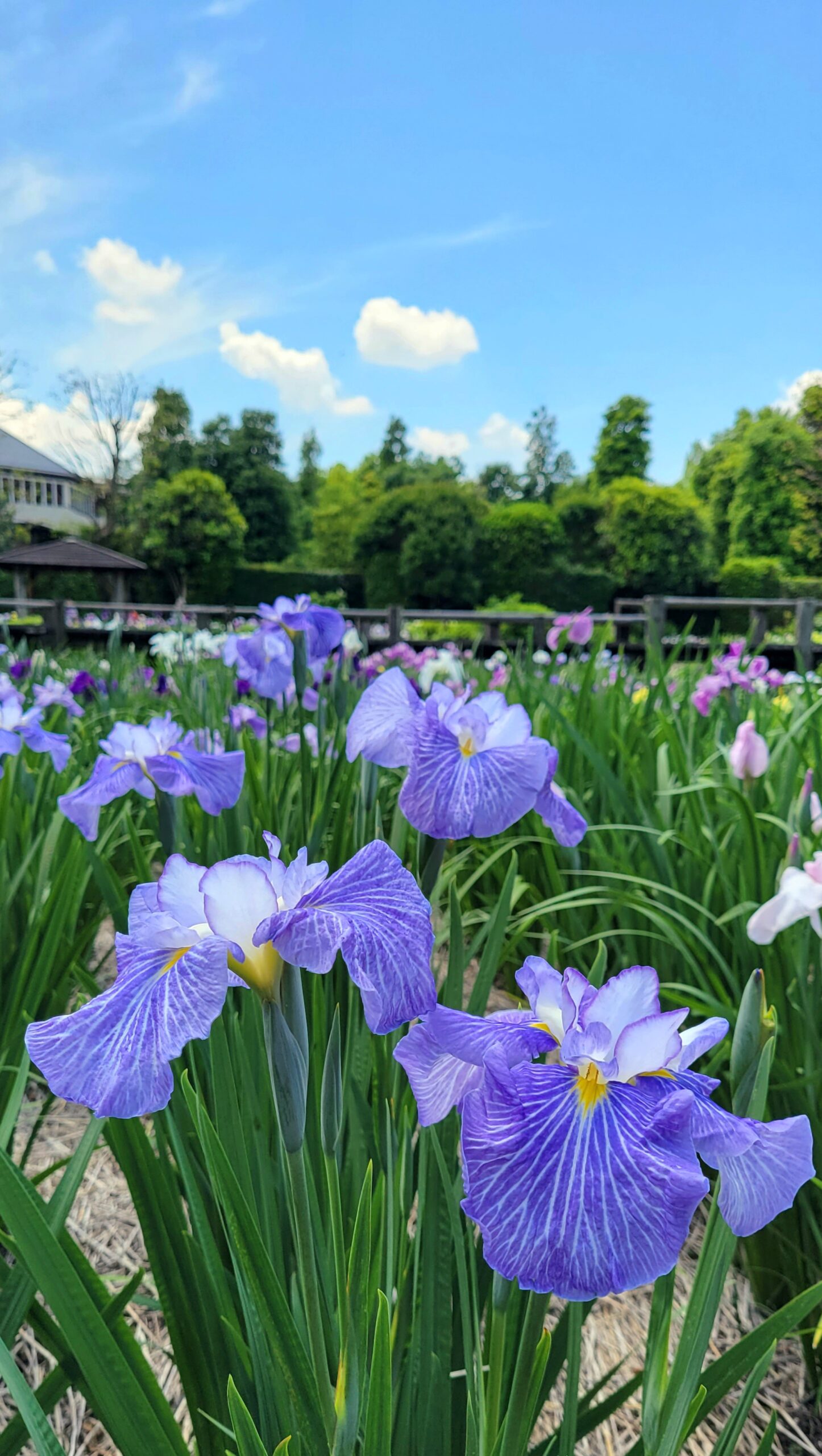 染谷花しょうぶ園にて、「見沼区の自然と調和する 染谷花しょうぶ園の花菖蒲」と感じた写真です。