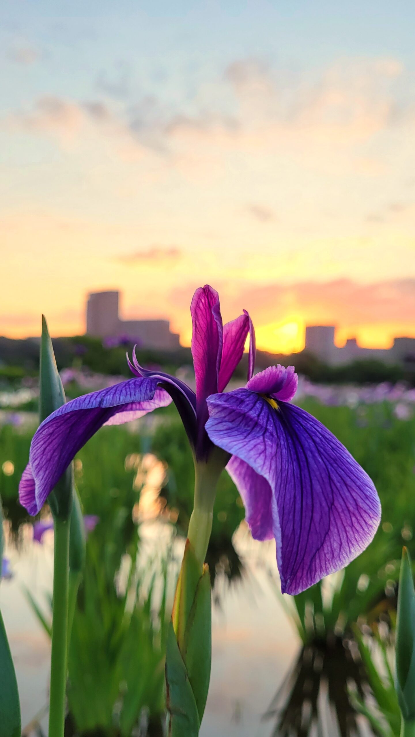 小岩菖蒲園にて、「江戸川の河川敷で楽しむ花菖蒲と紫陽花の絶景」と感じた写真です。