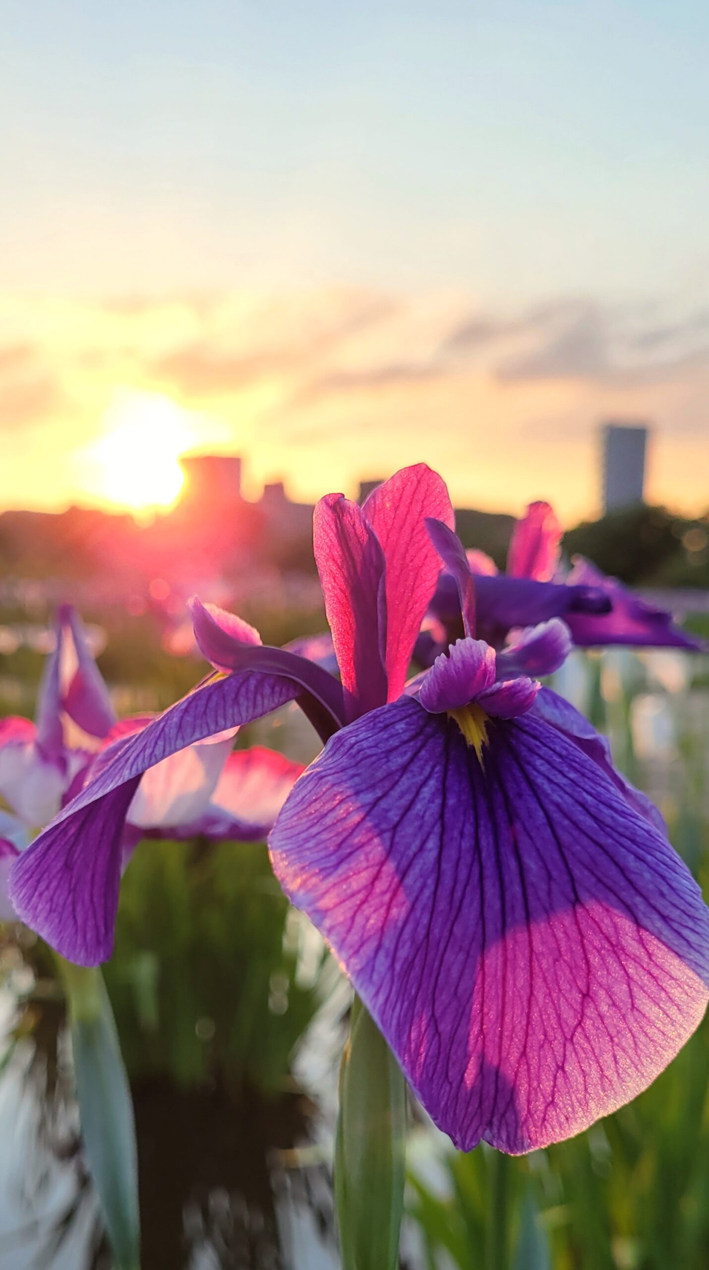 小岩菖蒲園にて、「日の出と花菖蒲が織りなす癒しの風景」と感じた写真です。
