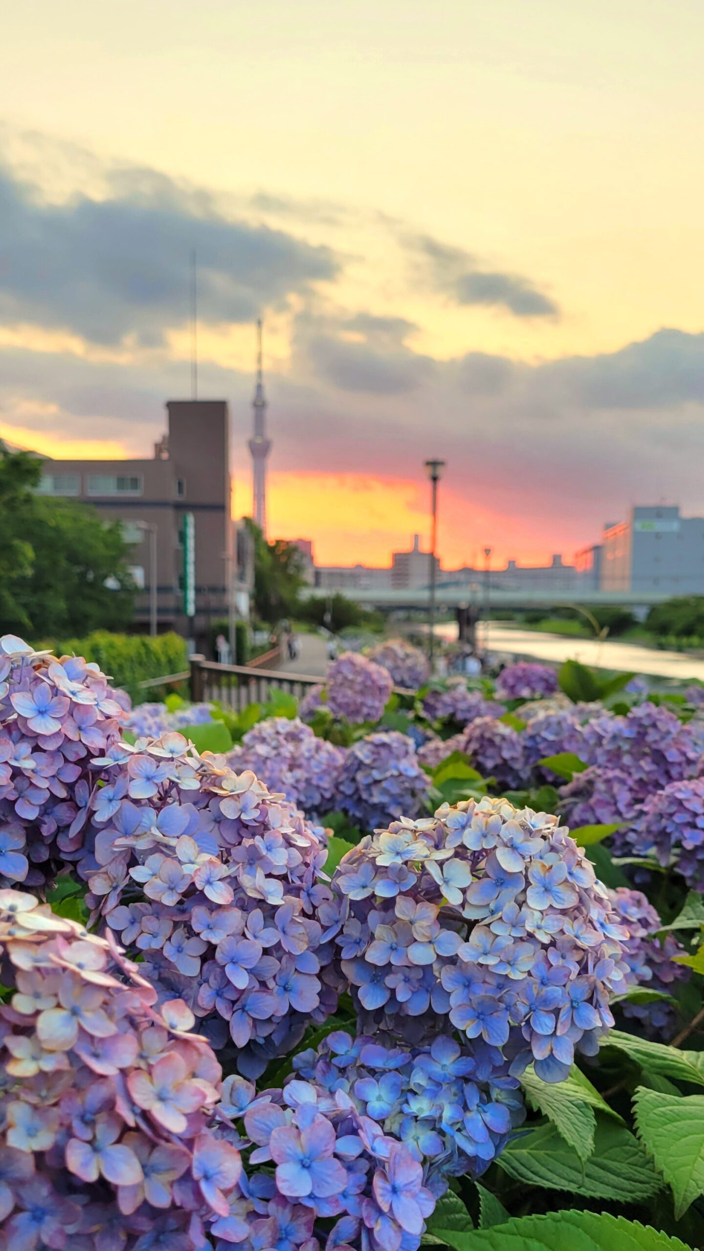 ふれあい橋にて、「初夏の旧中川 ふれあい橋周辺で咲き誇る紫陽花と夕景」と感じた写真です。