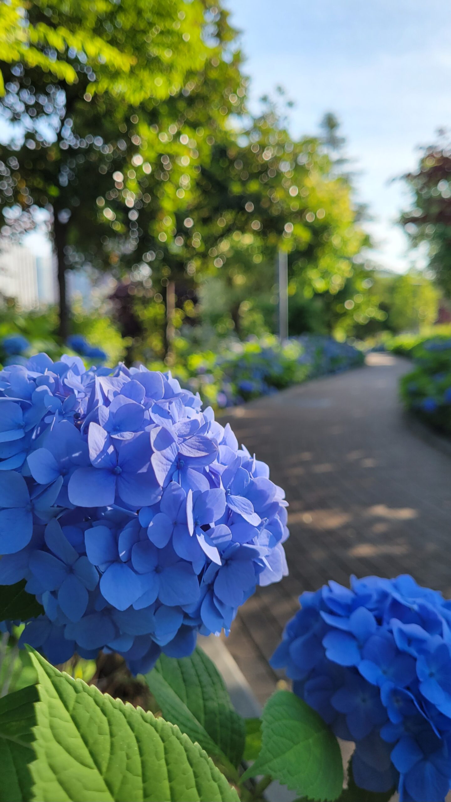 シンボルプロムナード公園にて、「初夏に輝く紫陽花ロードの美景」と感じた写真です。