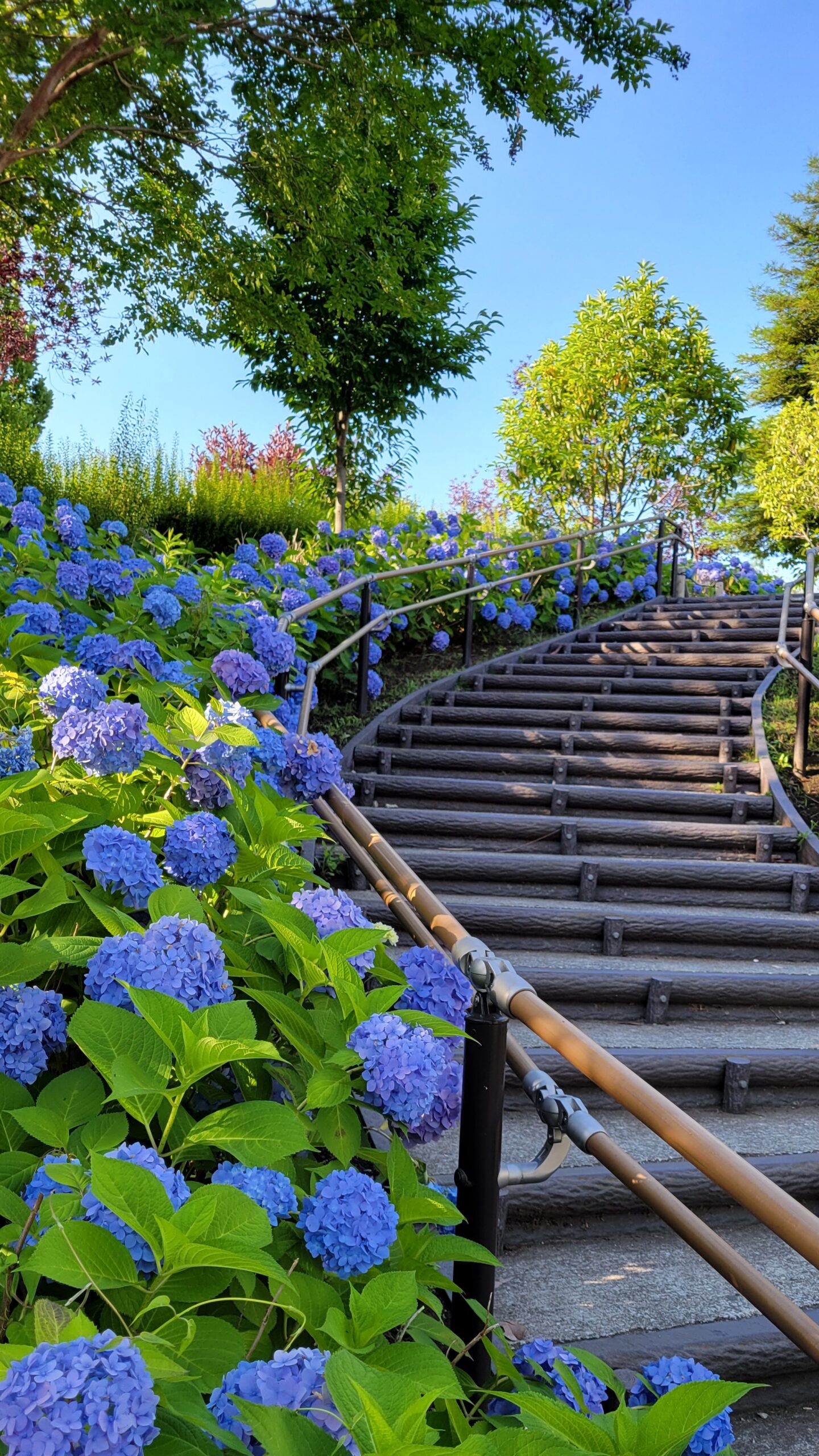 シンボルプロムナード公園にて、「階段を彩る紫陽花の絶景 シンボルプロムナード公園での癒しのひととき」と感じた写真です。