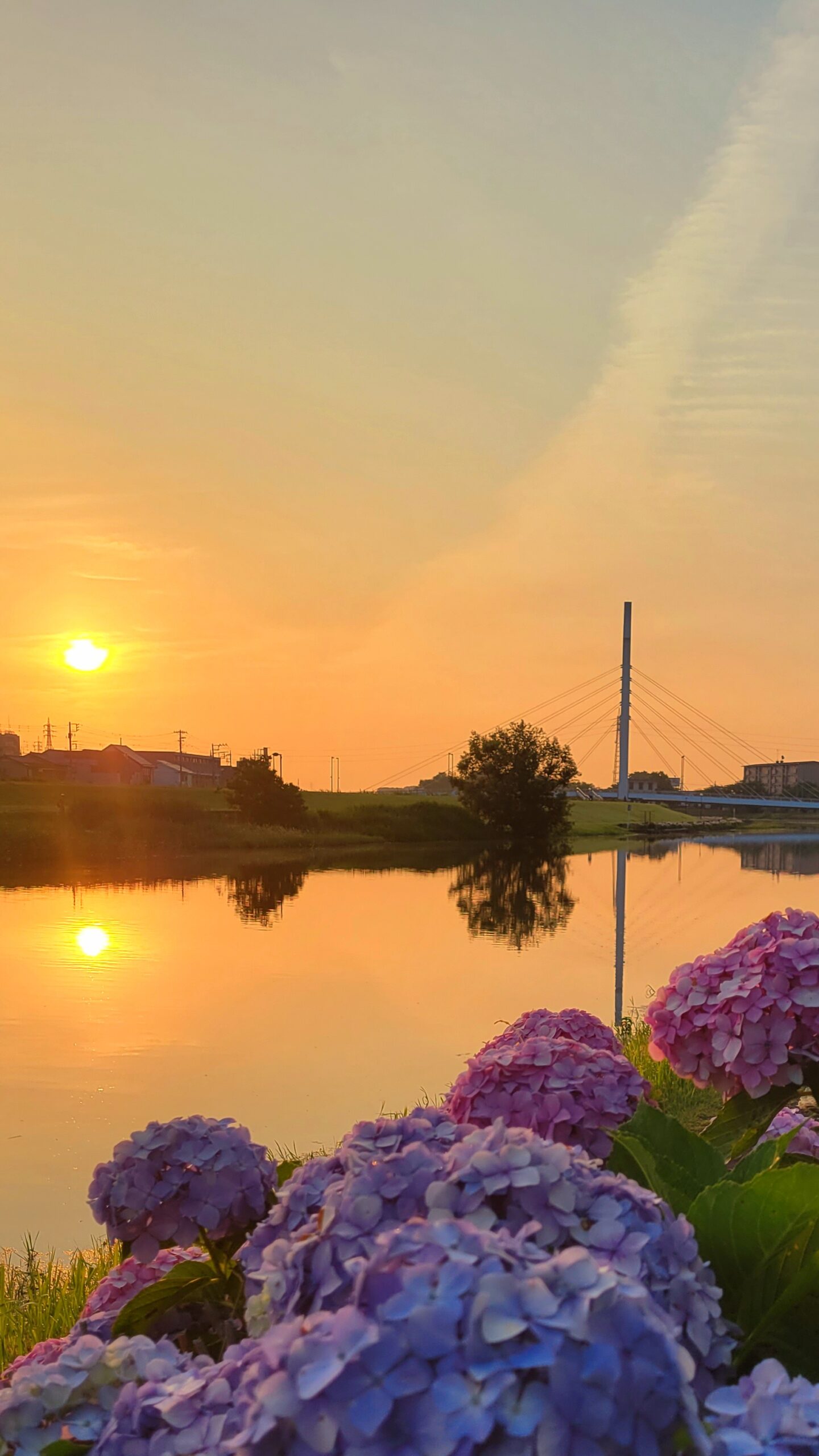 葛西親水緑道にて、「早朝に輝く紫陽花と朝日の絶景」と感じた写真です。